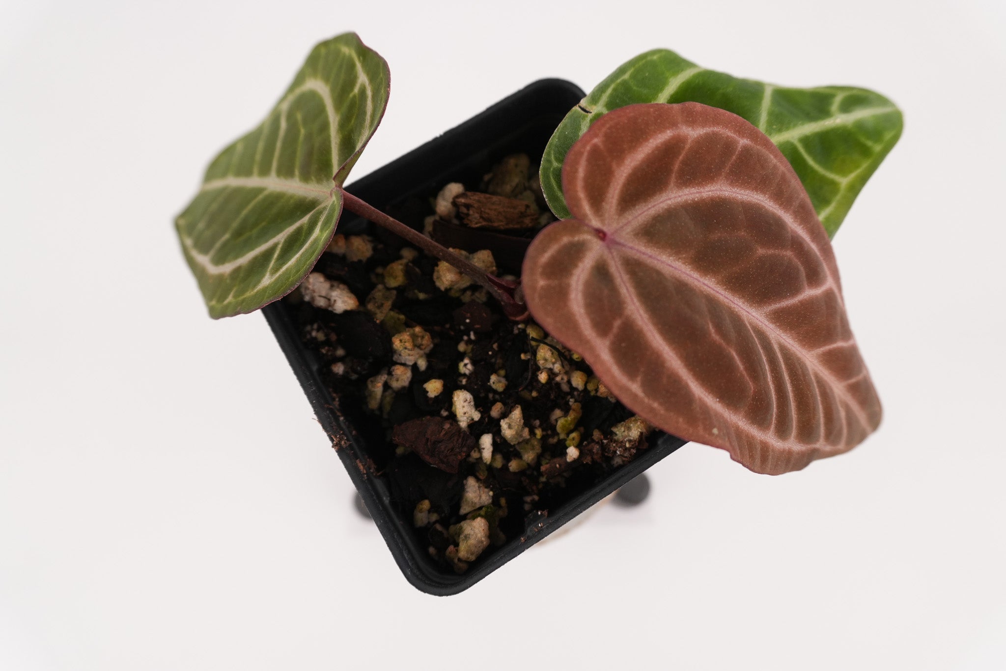 Anthurium 'Swampmannii Purple' x 'Doc Block Purple F2' (CS119)