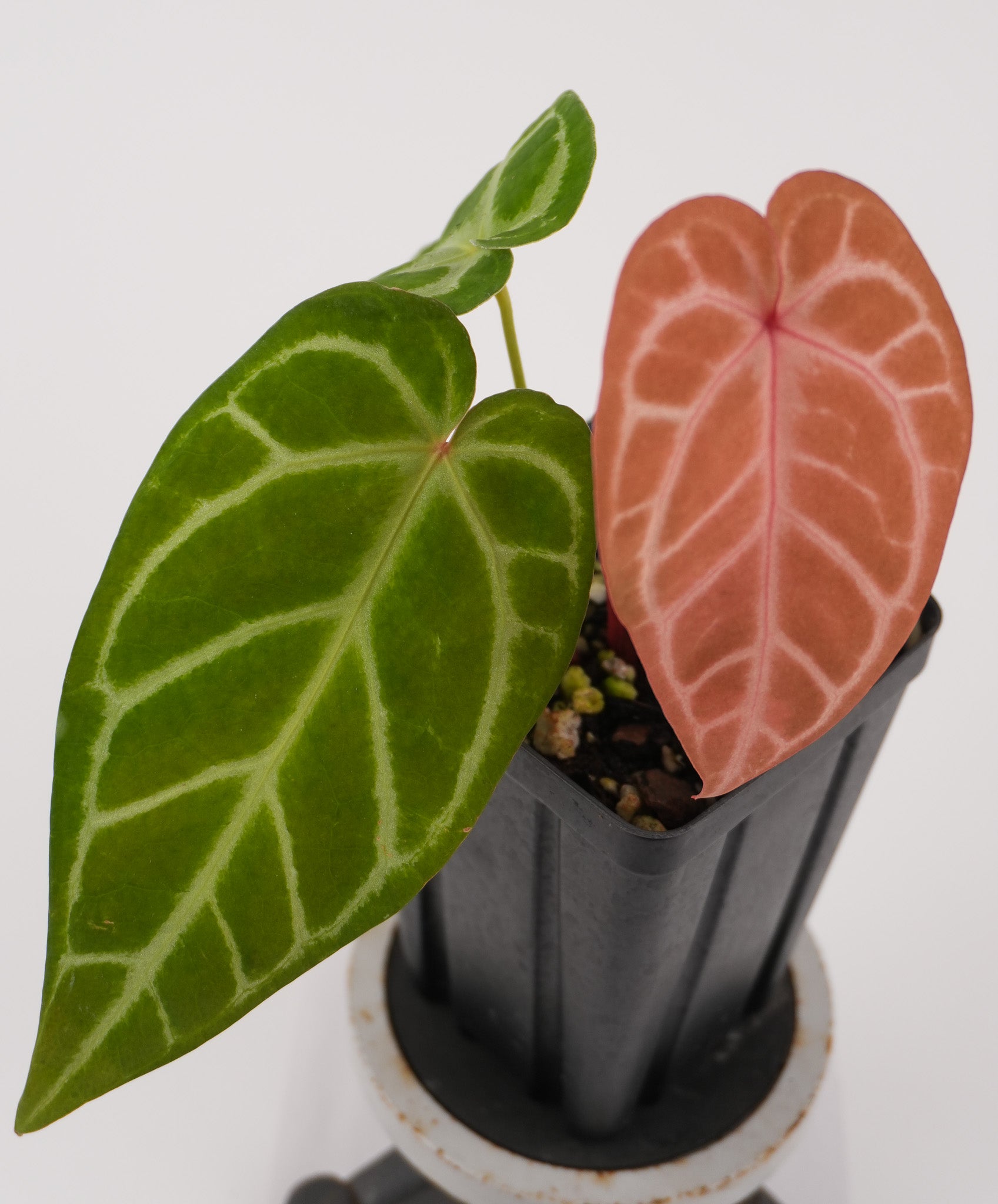 Anthurium 'Doriyaki Super Silver' x 'Doc Block Purple F2'  (CS120)