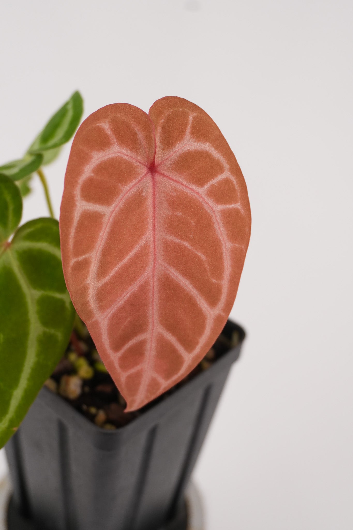 Anthurium 'Doriyaki Super Silver' x 'Doc Block Purple F2'  (CS120)