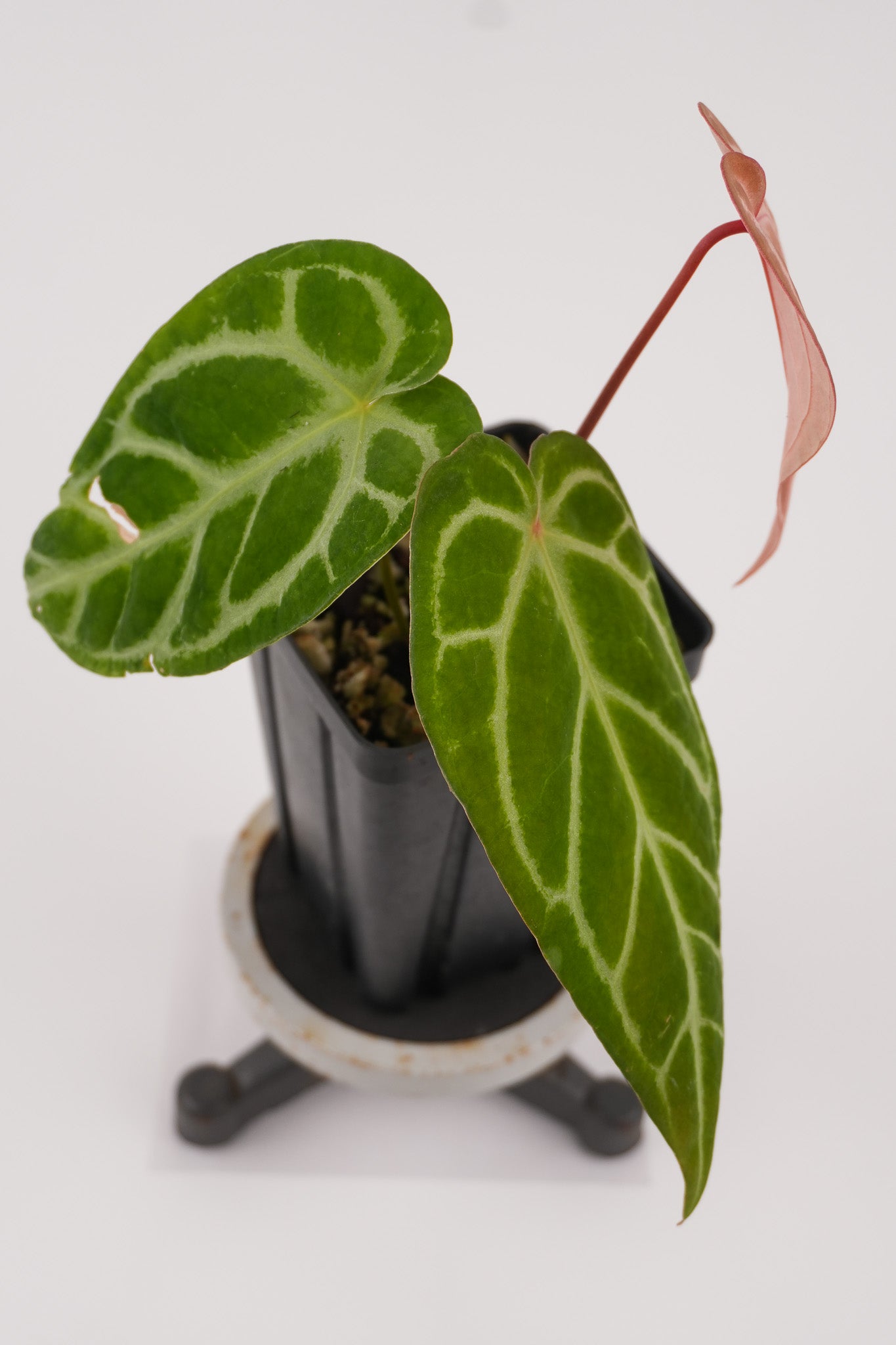 Anthurium 'Doriyaki Super Silver' x 'Doc Block Purple F2'  (CS120)