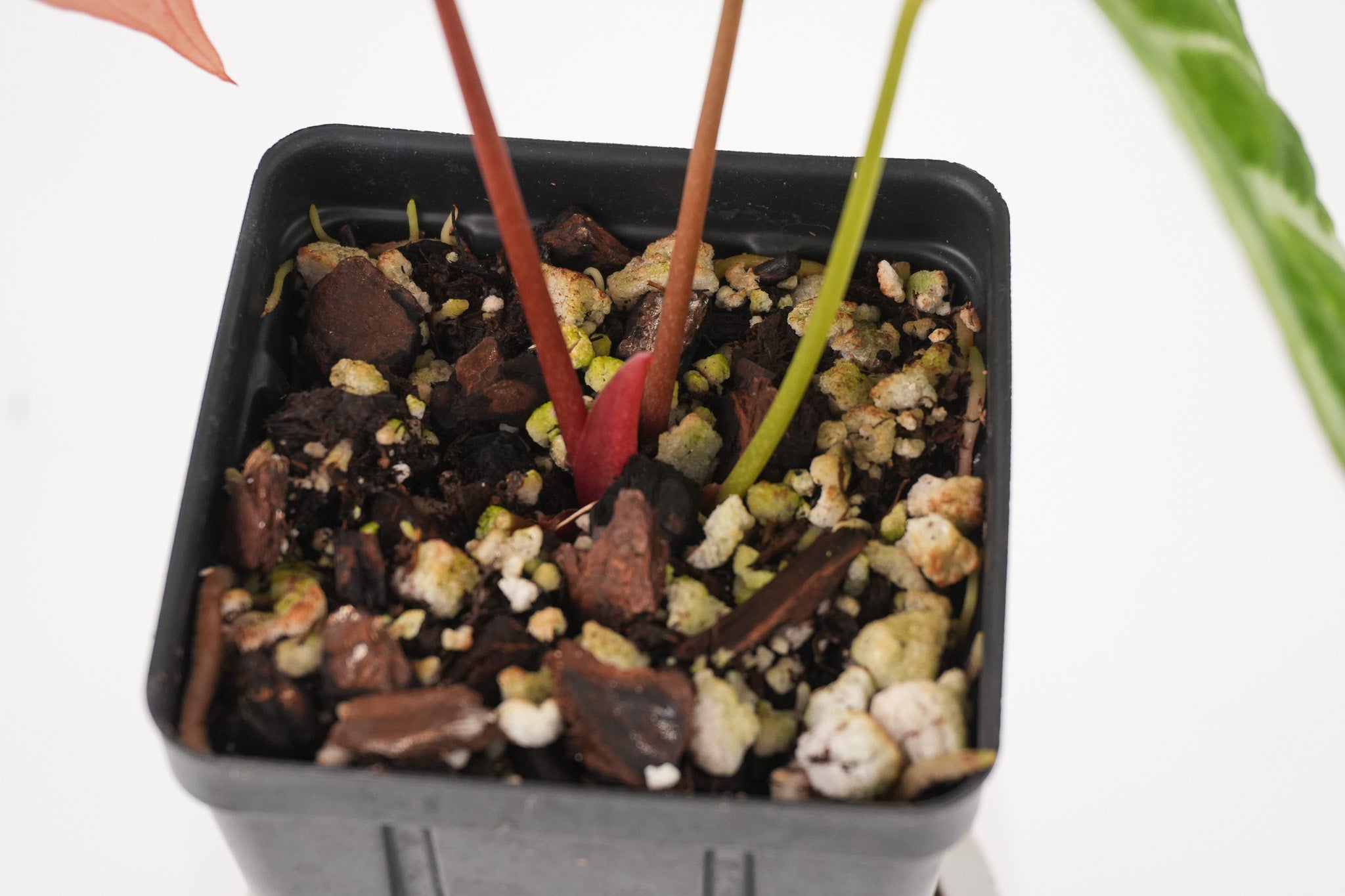 Anthurium 'Doriyaki Super Silver' x 'Doc Block Purple F2'  (CS120)