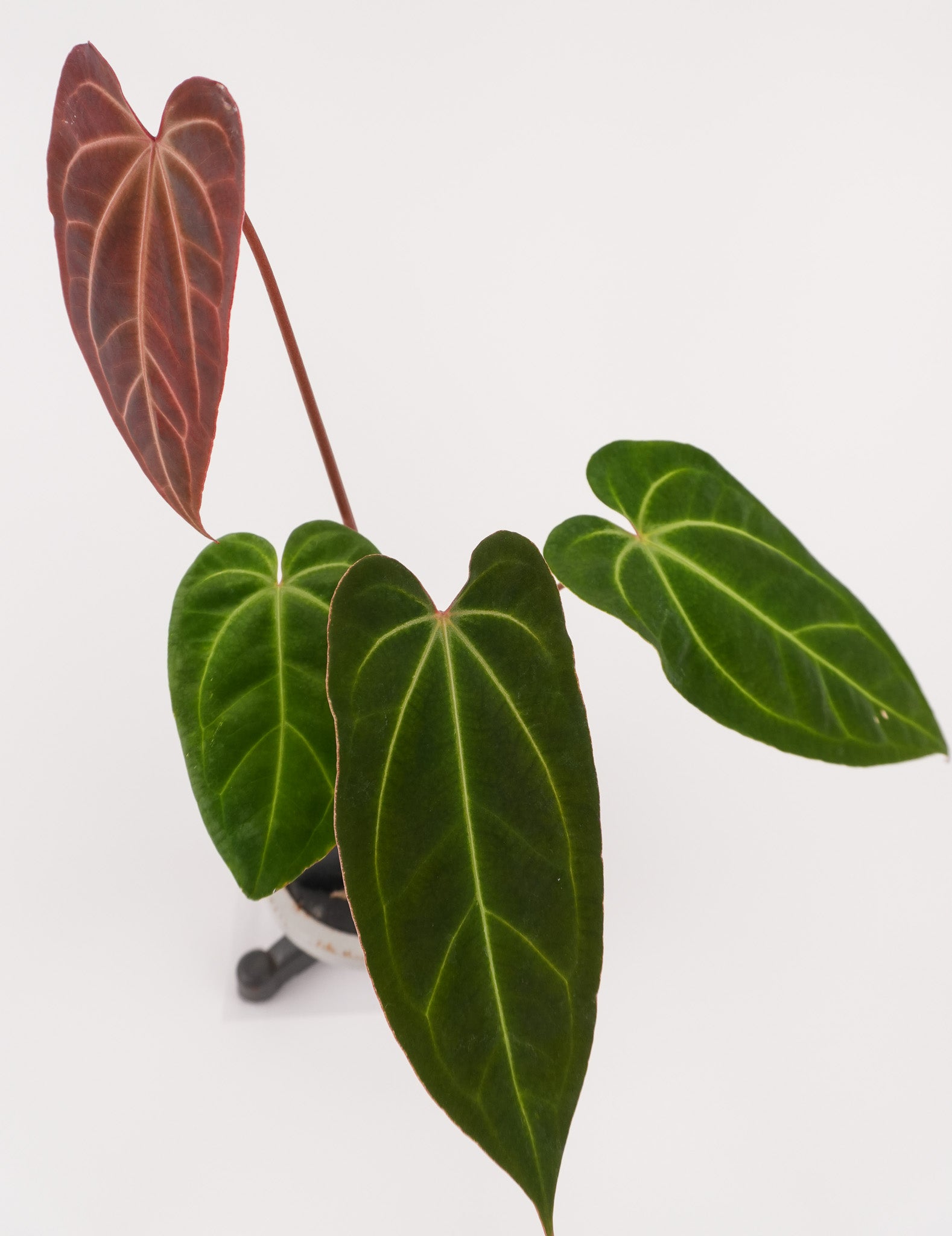 Anthurium Besseae aff. x 'Tim Anderson Stripey Mag Pap' (CS121)