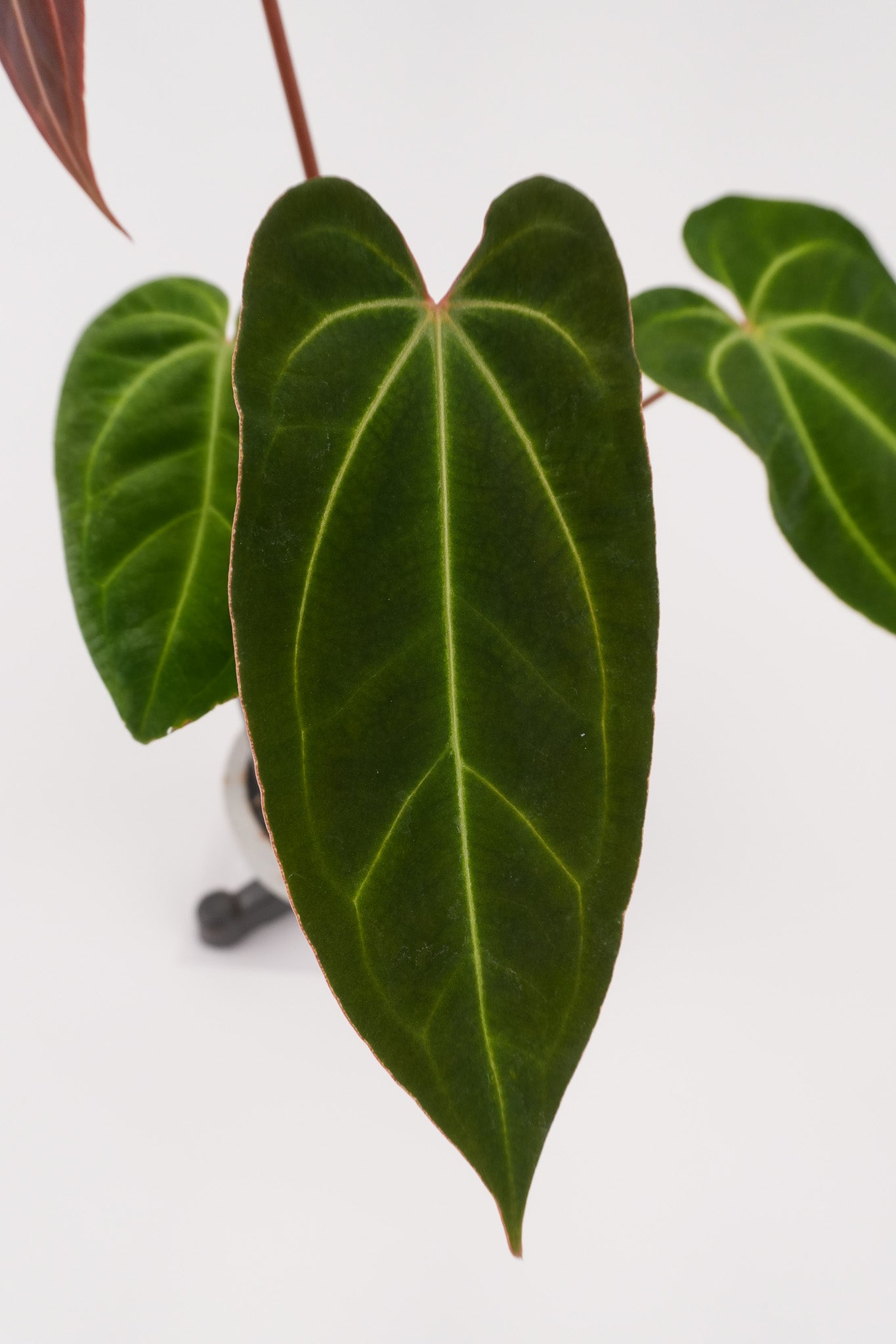 Anthurium Besseae aff. x 'Tim Anderson Stripey Mag Pap' (CS121)