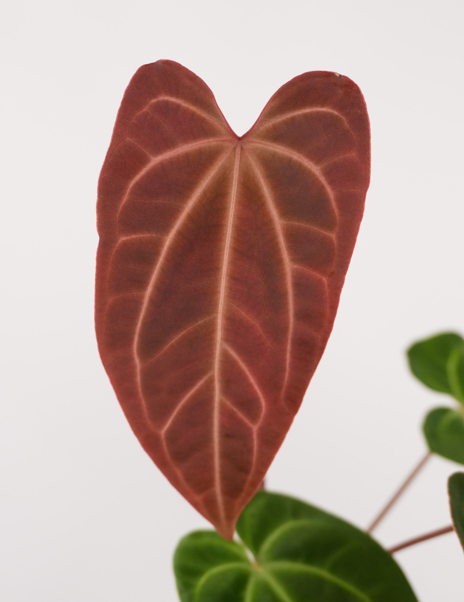Anthurium Besseae aff. x 'Tim Anderson Stripey Mag Pap' (CS121)