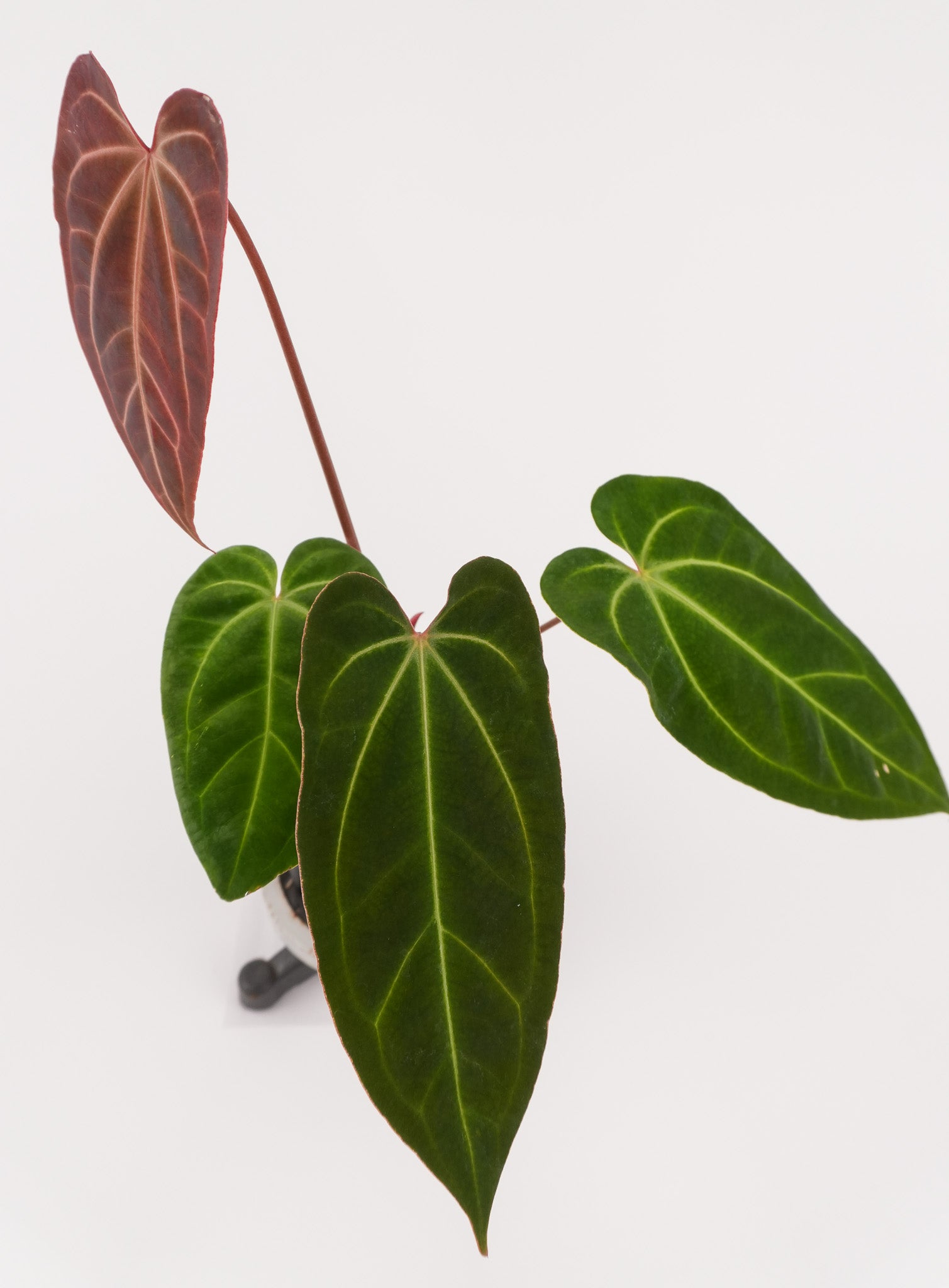 Anthurium Besseae aff. x 'Tim Anderson Stripey Mag Pap' (CS121)