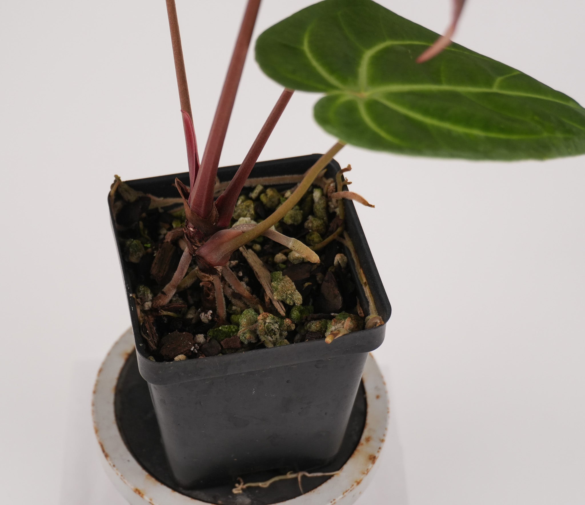 Anthurium Besseae aff. x 'Tim Anderson Stripey Mag Pap' (CS121)