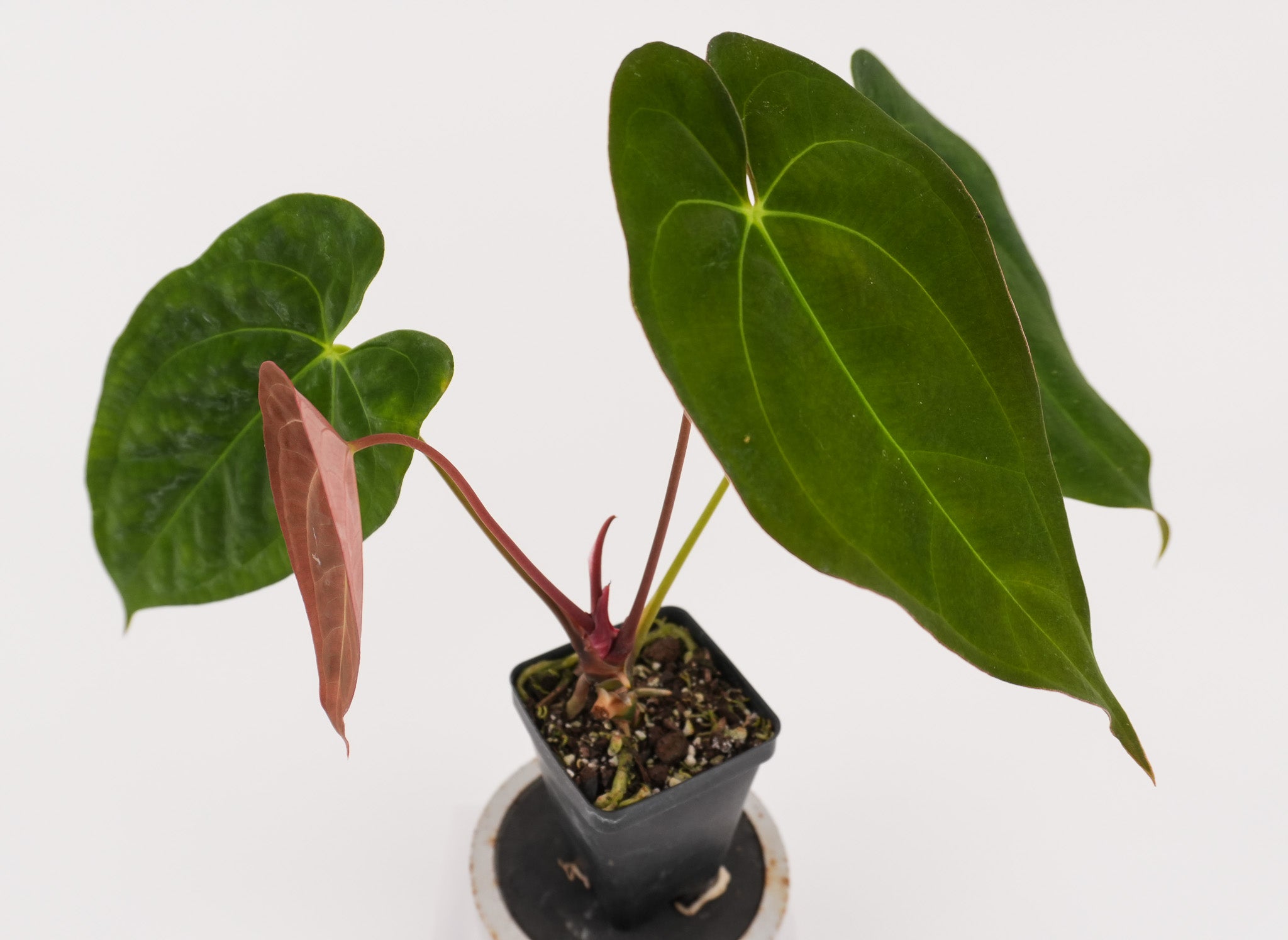 Anthurium Papillaminum 'Nice Pap #2' x 'Tim Anderson Crystal Black' (CS122)