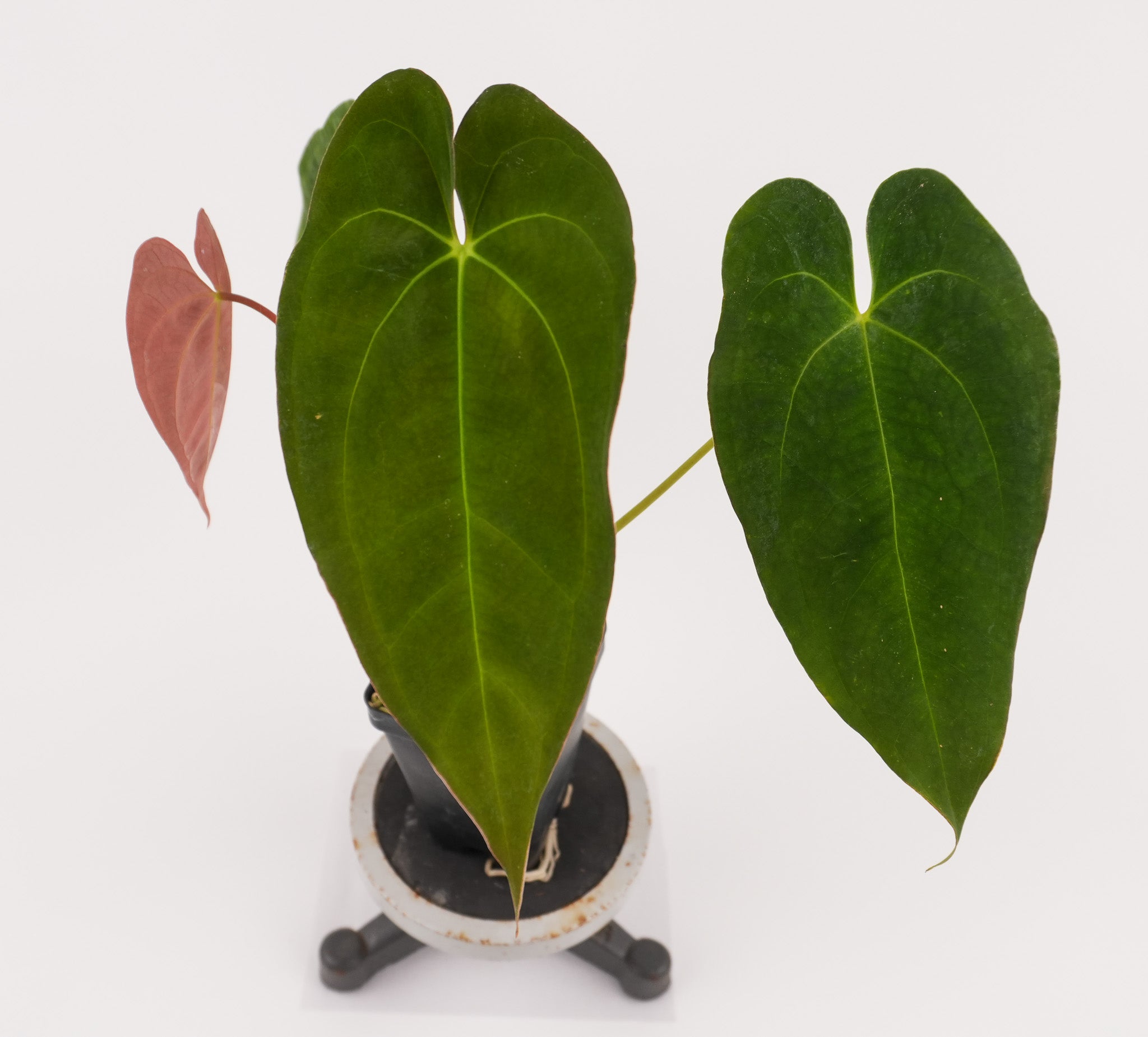 Anthurium Papillaminum 'Nice Pap #2' x 'Tim Anderson Crystal Black' (CS122)