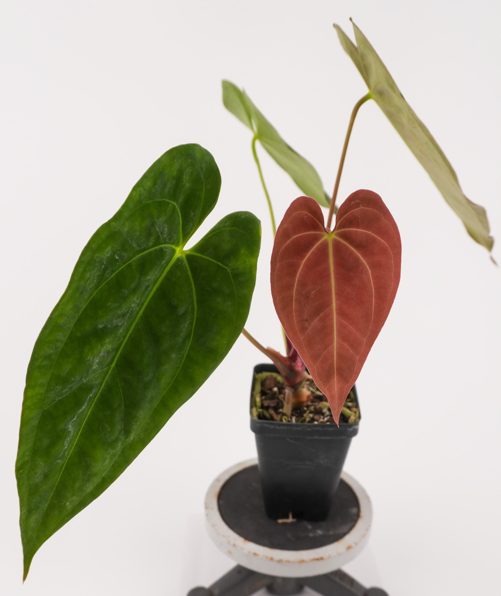 Anthurium Papillaminum 'Nice Pap #2' x 'Tim Anderson Crystal Black' (CS122)