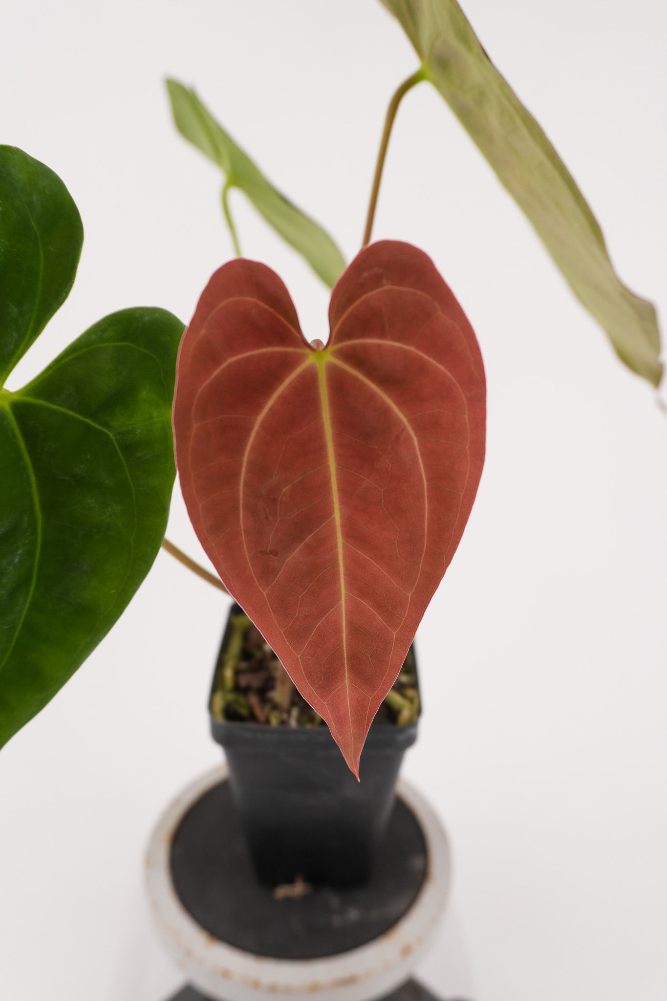 Anthurium Papillaminum 'Nice Pap #2' x 'Tim Anderson Crystal Black' (CS122)