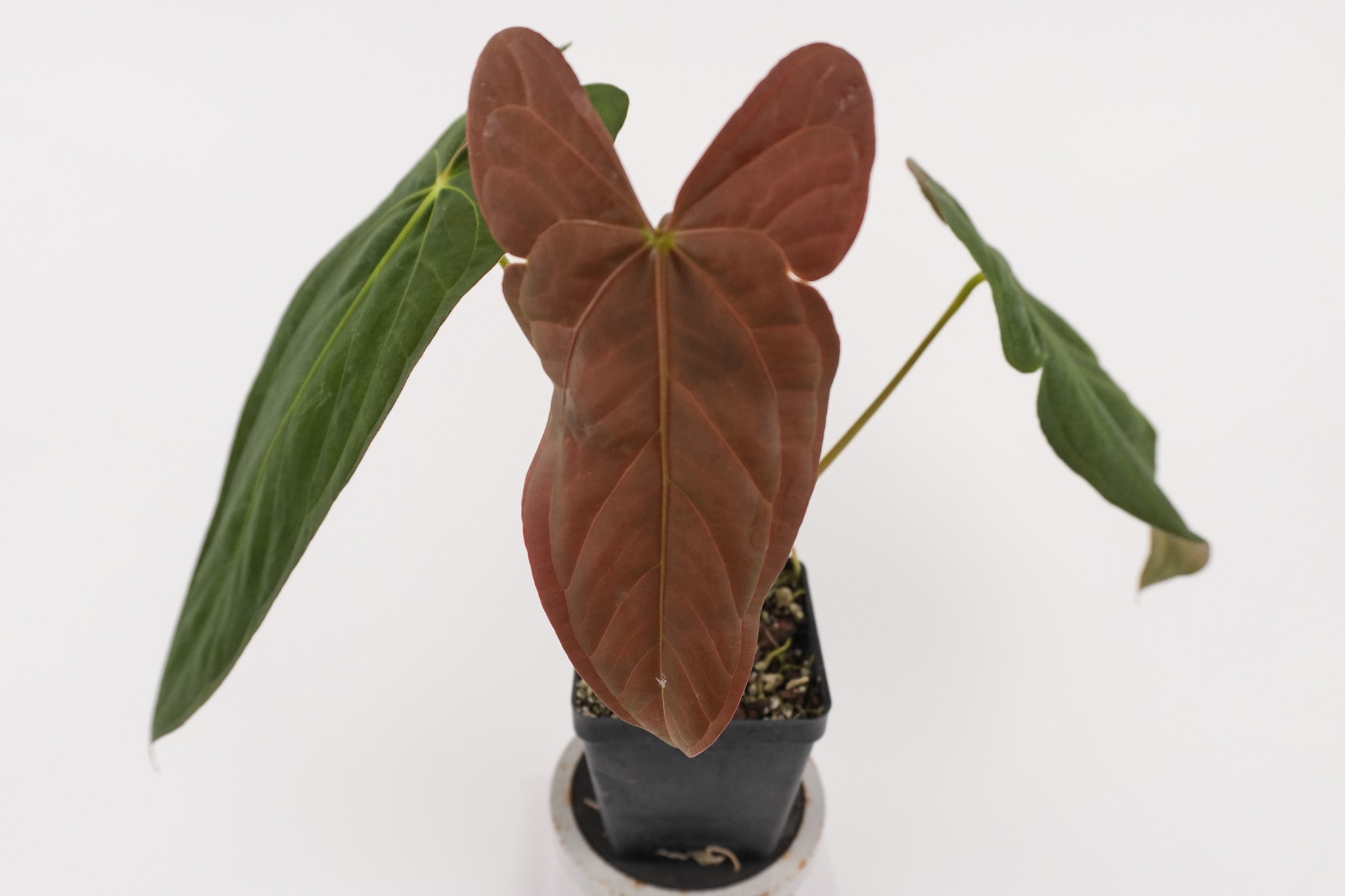 Anthurium papillilaminum 'Ree Gardens' x 'Dark & Stormy' (CS123)