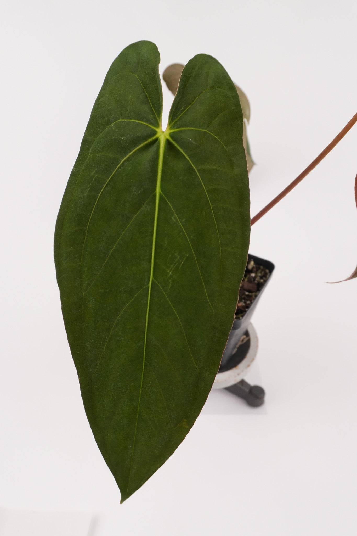 Anthurium papillilaminum 'Ree Gardens' x 'Dark & Stormy' (CS123)