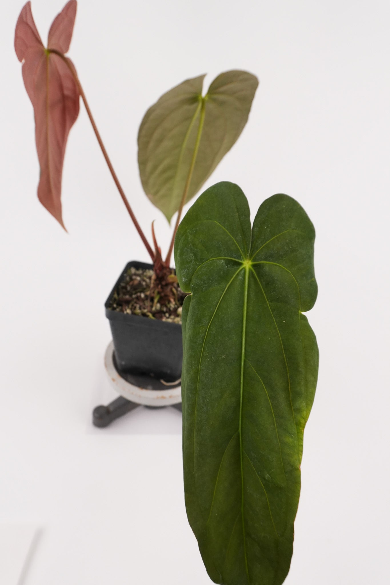 Anthurium papillilaminum 'Ree Gardens' x 'Dark & Stormy' (CS123)