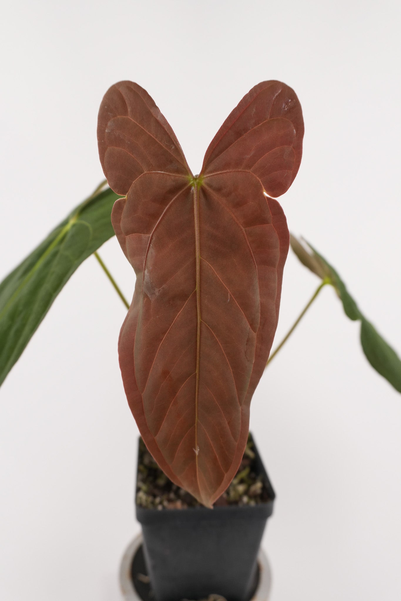 Anthurium papillilaminum 'Ree Gardens' x 'Dark & Stormy' (CS123)