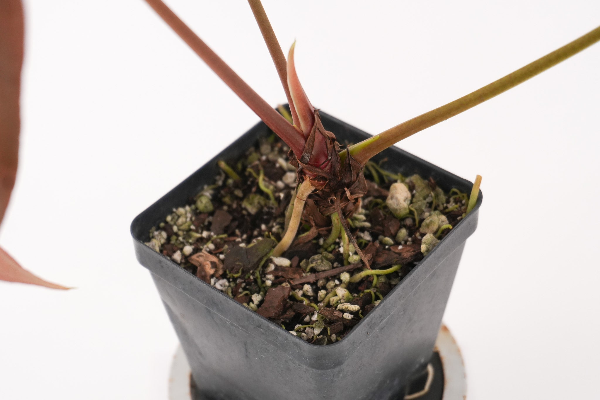 Anthurium papillilaminum 'Ree Gardens' x 'Dark & Stormy' (CS123)