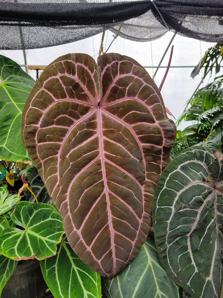 Anthurium Doc Block F2 Purple X A. Rotundatum x