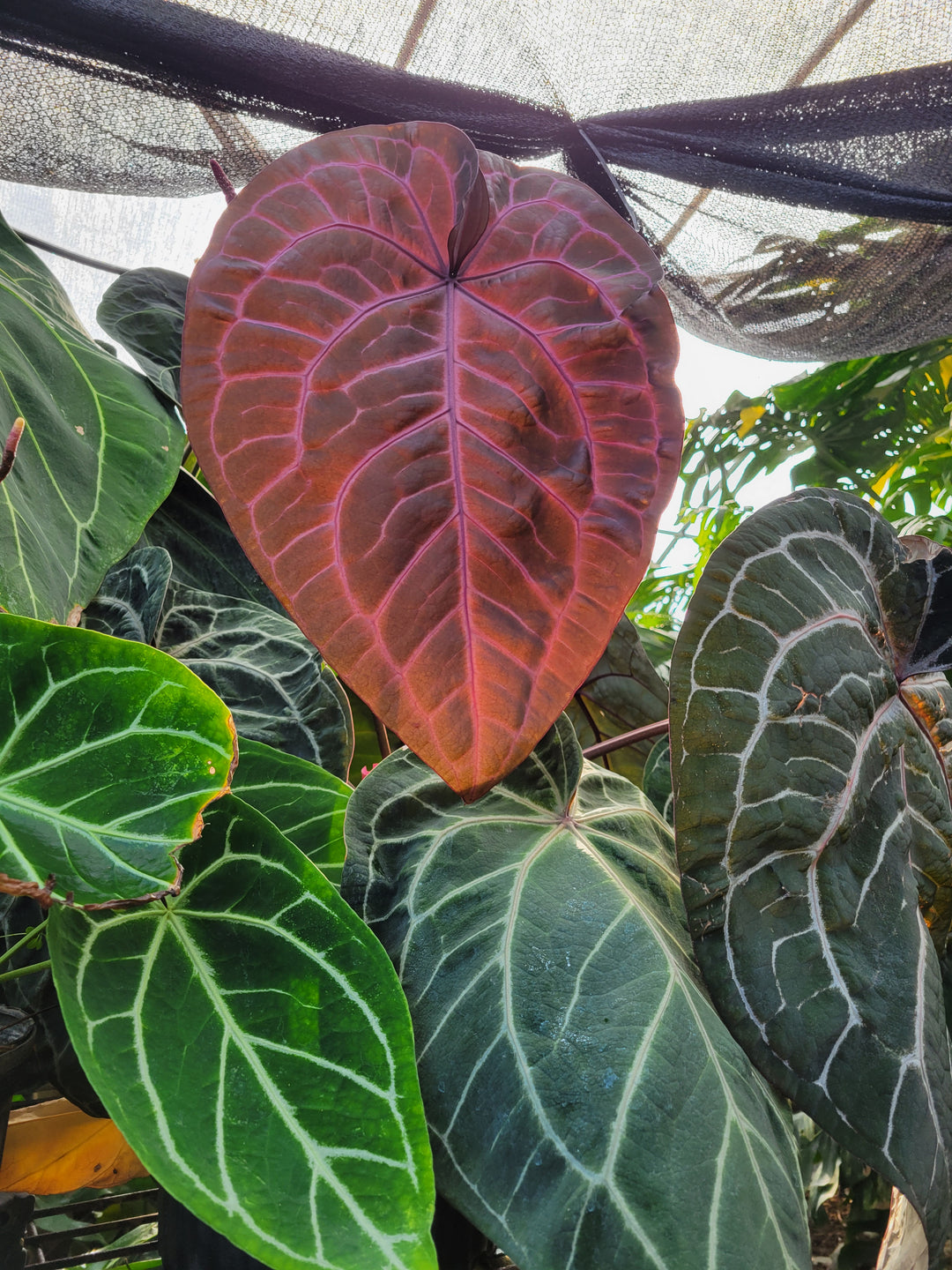 Anthurium Doc Block F2 Purple X A. Rotundatum x