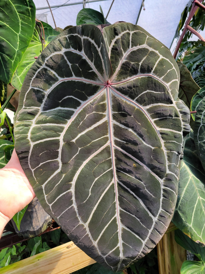 Anthurium Doc Block F2 Purple x A. Rotundatum X