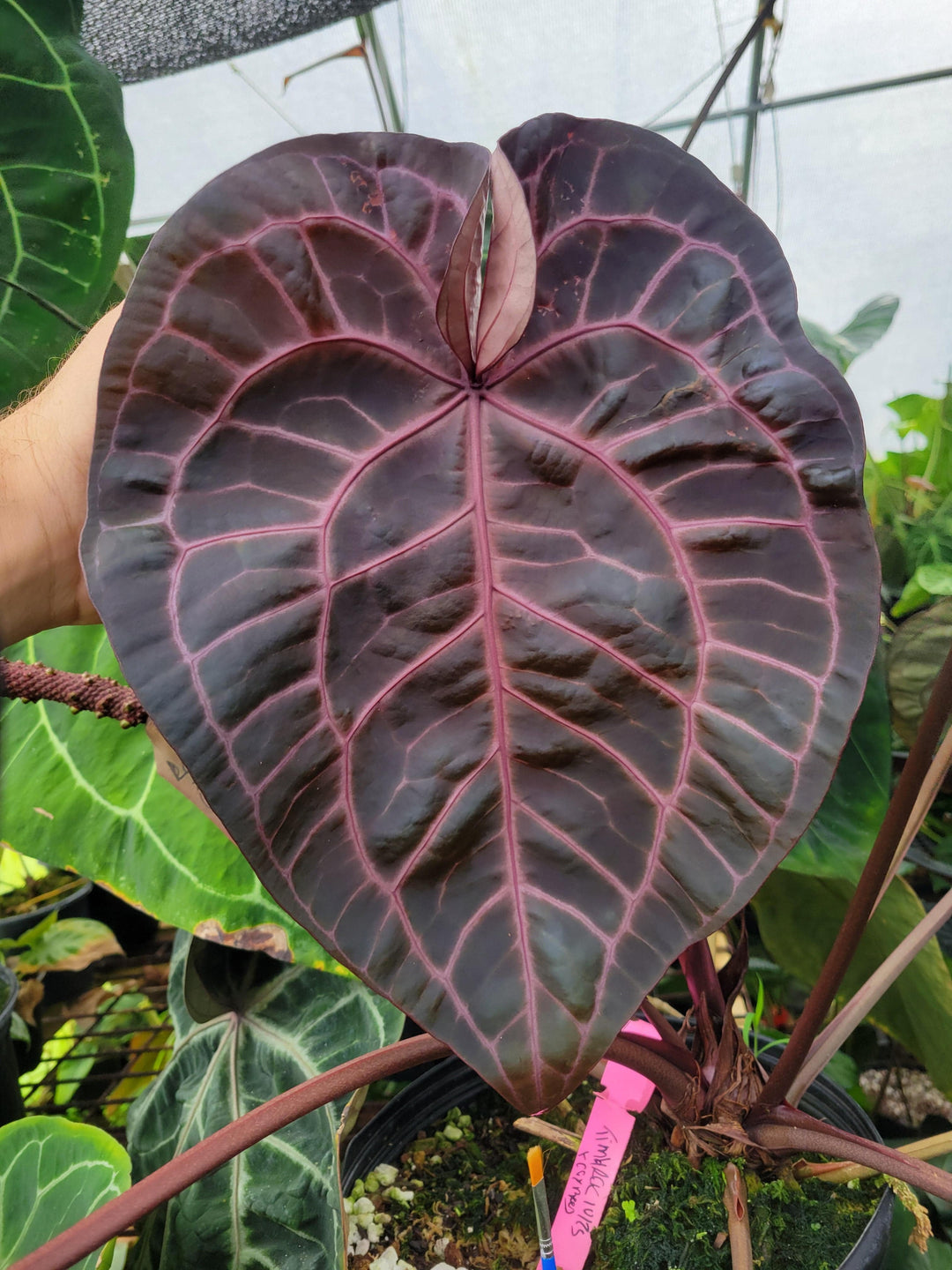 Anthurium Doc Block F2 Purple x A. Rotundatum X