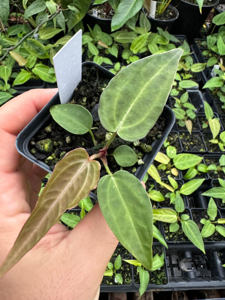 Anthurium Doc Block F2 Purple x A. Rotundatum X