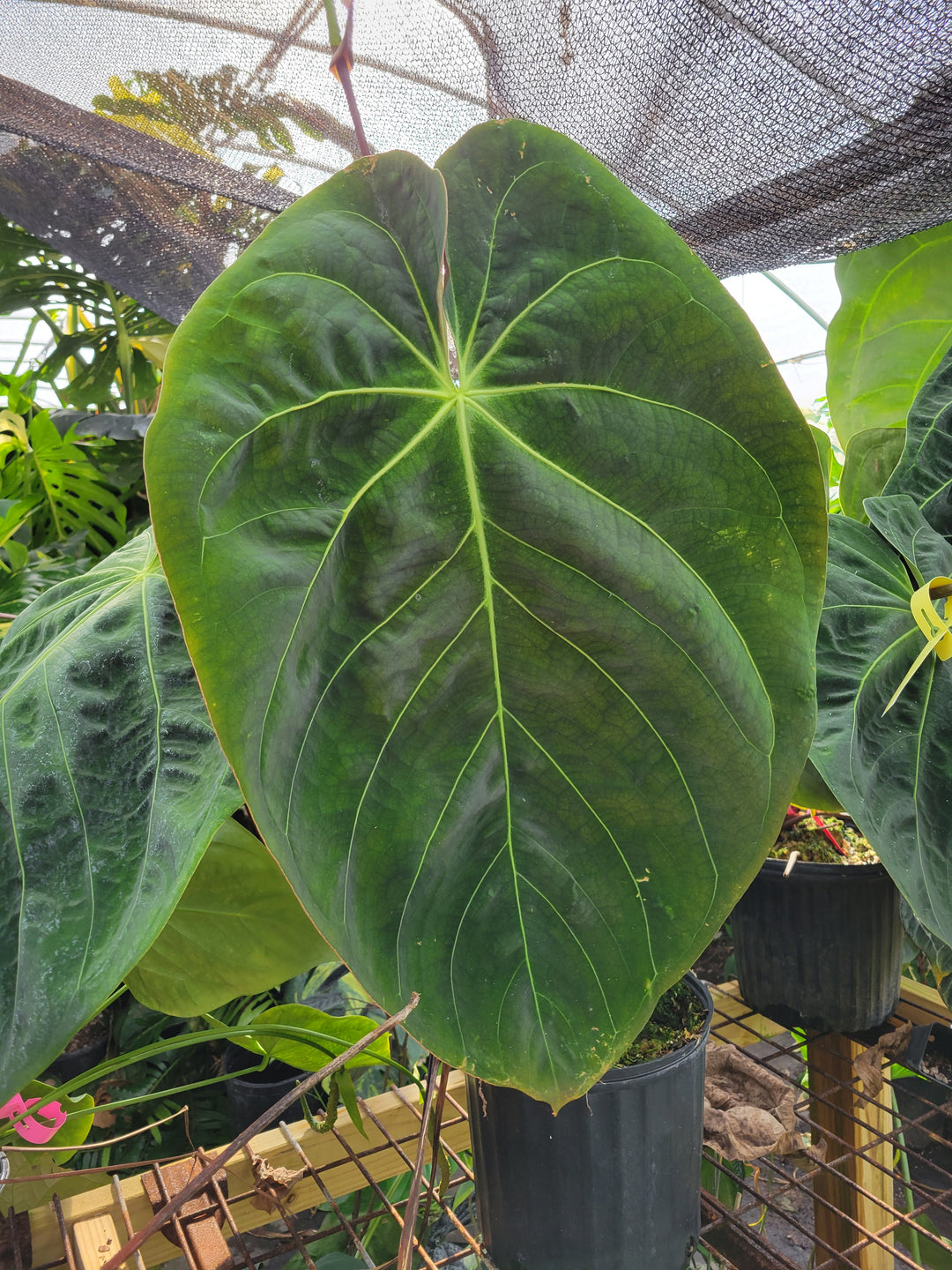 Anthurium Hoffmannii X x Ree Gardens Papillilaminum - Anthurium Seedling - Grower's Choice - Nice Plants Good Pots