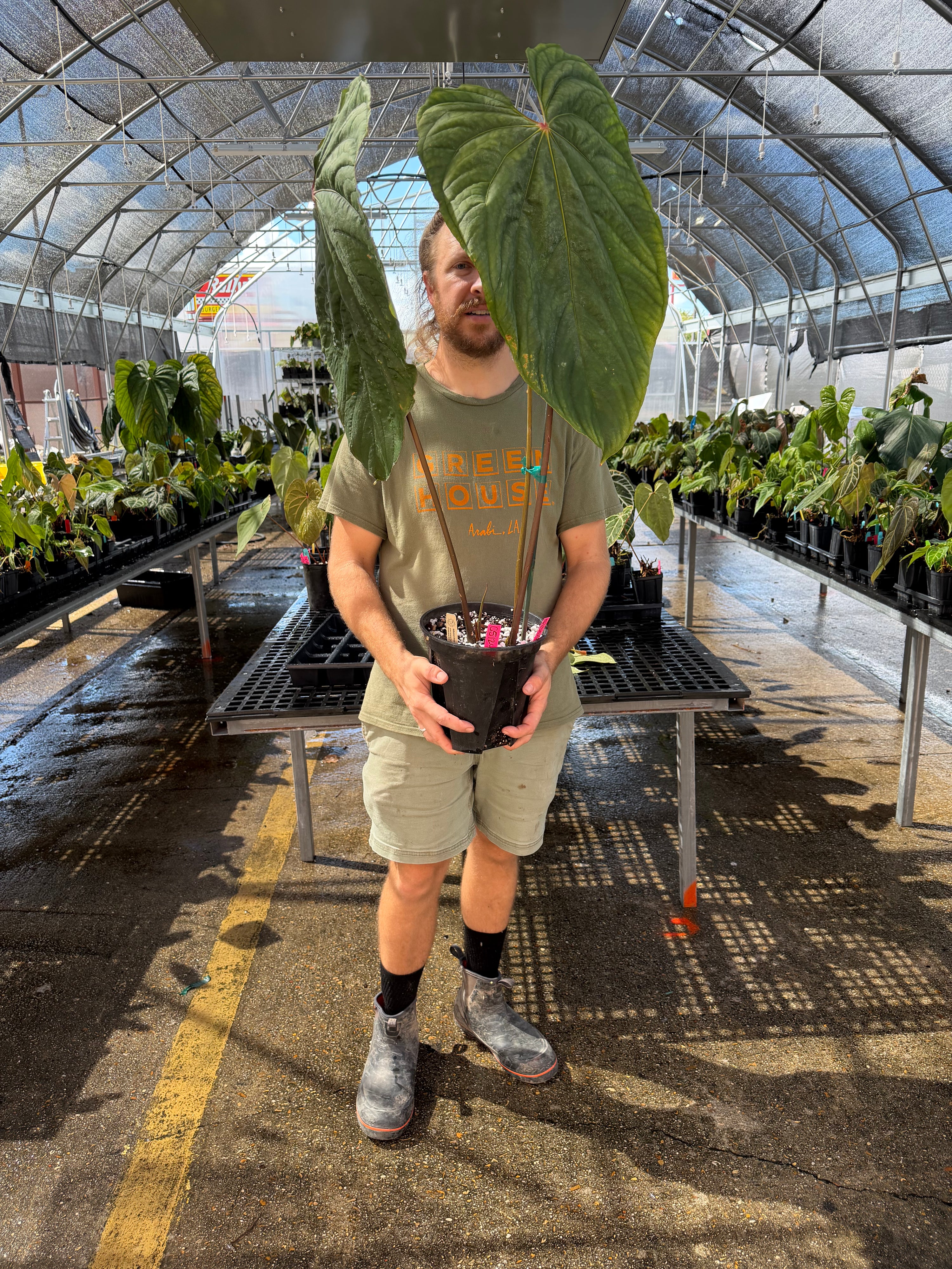 Anthurium 'Circus Peanuts' – Mike's Goliath Clone (CS124)