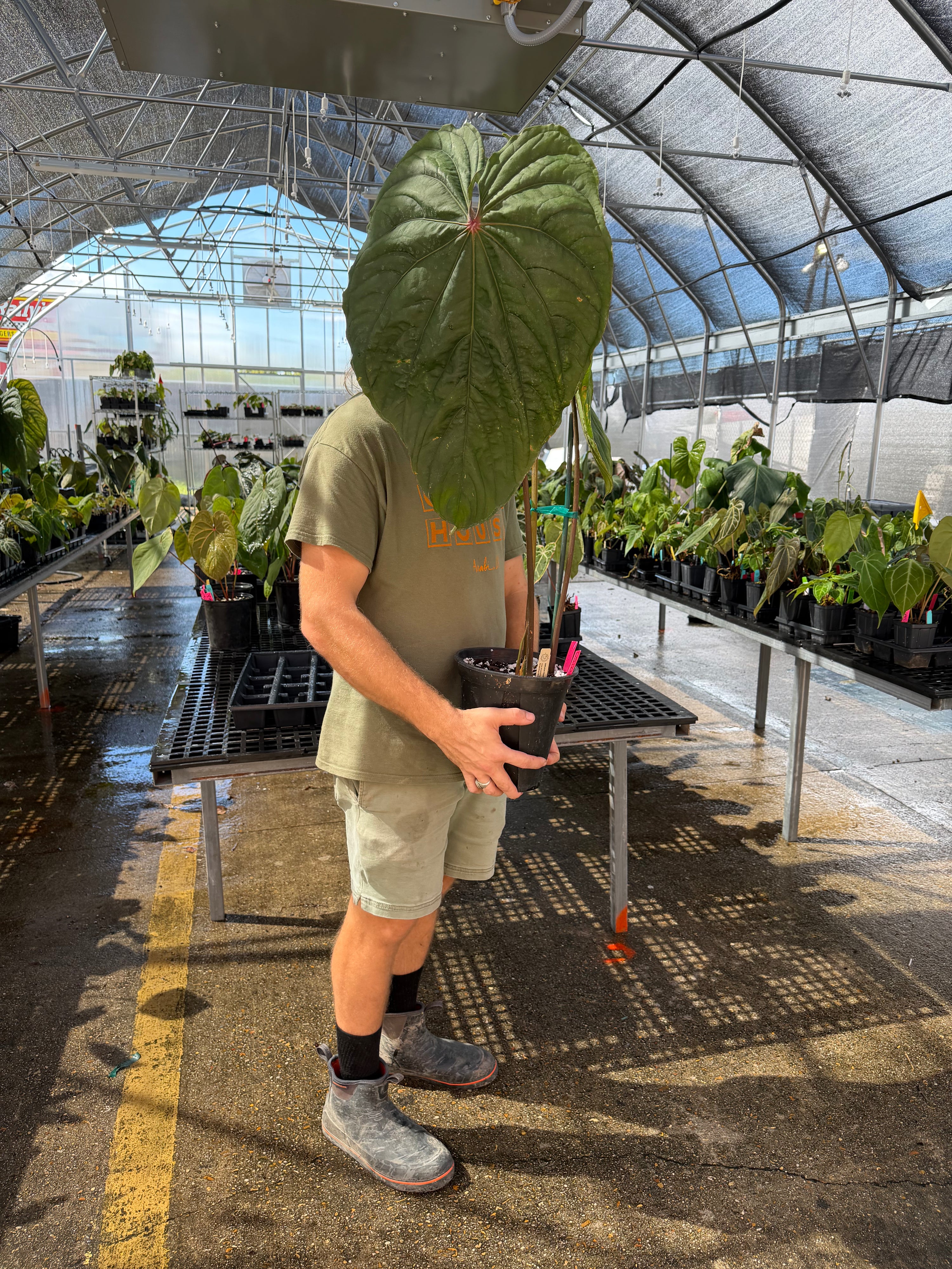 Anthurium 'Circus Peanuts' – Mike's Goliath Clone (CS124)
