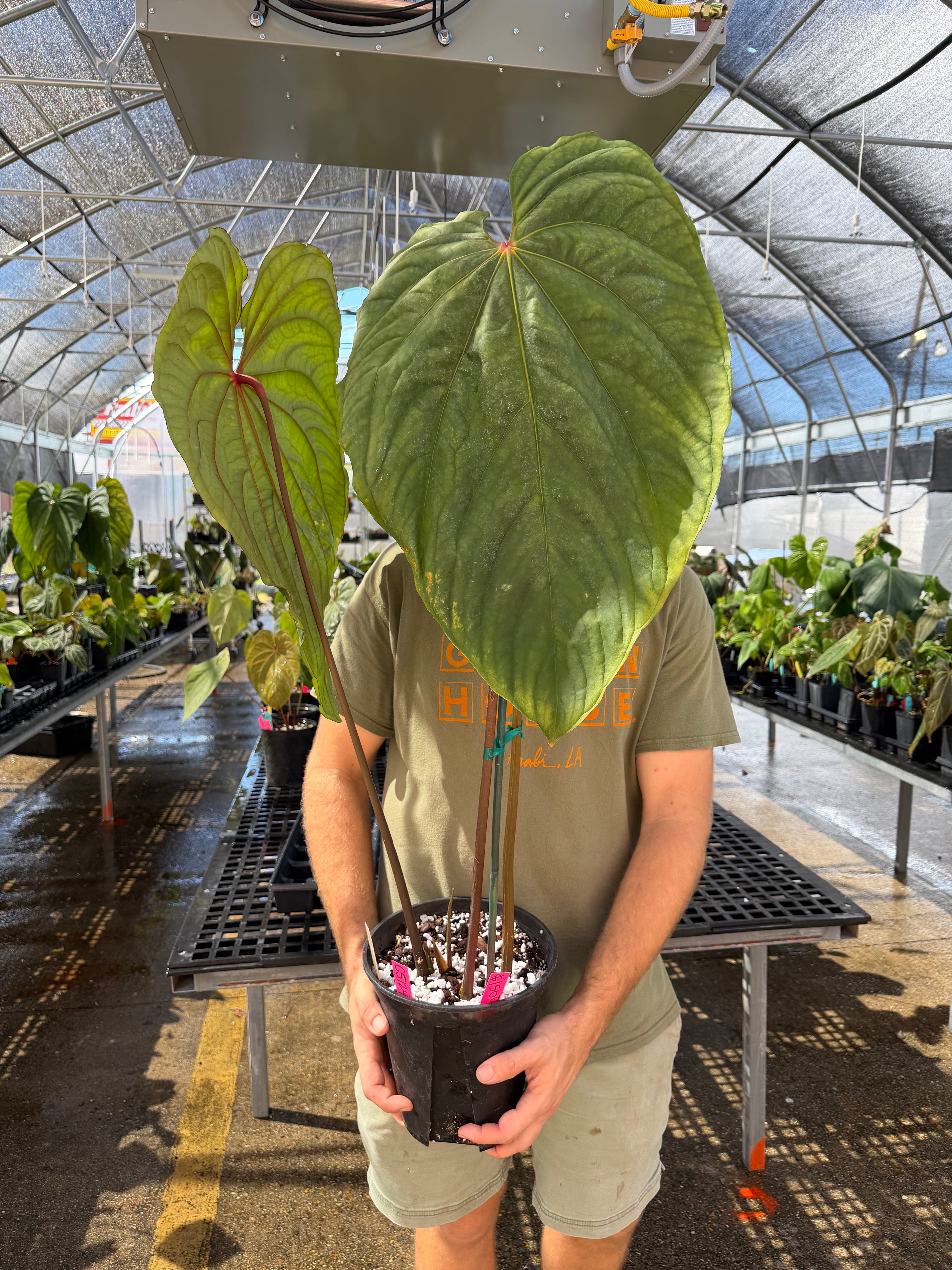 Anthurium 'Circus Peanuts' – Mike's Goliath Clone (CS124)