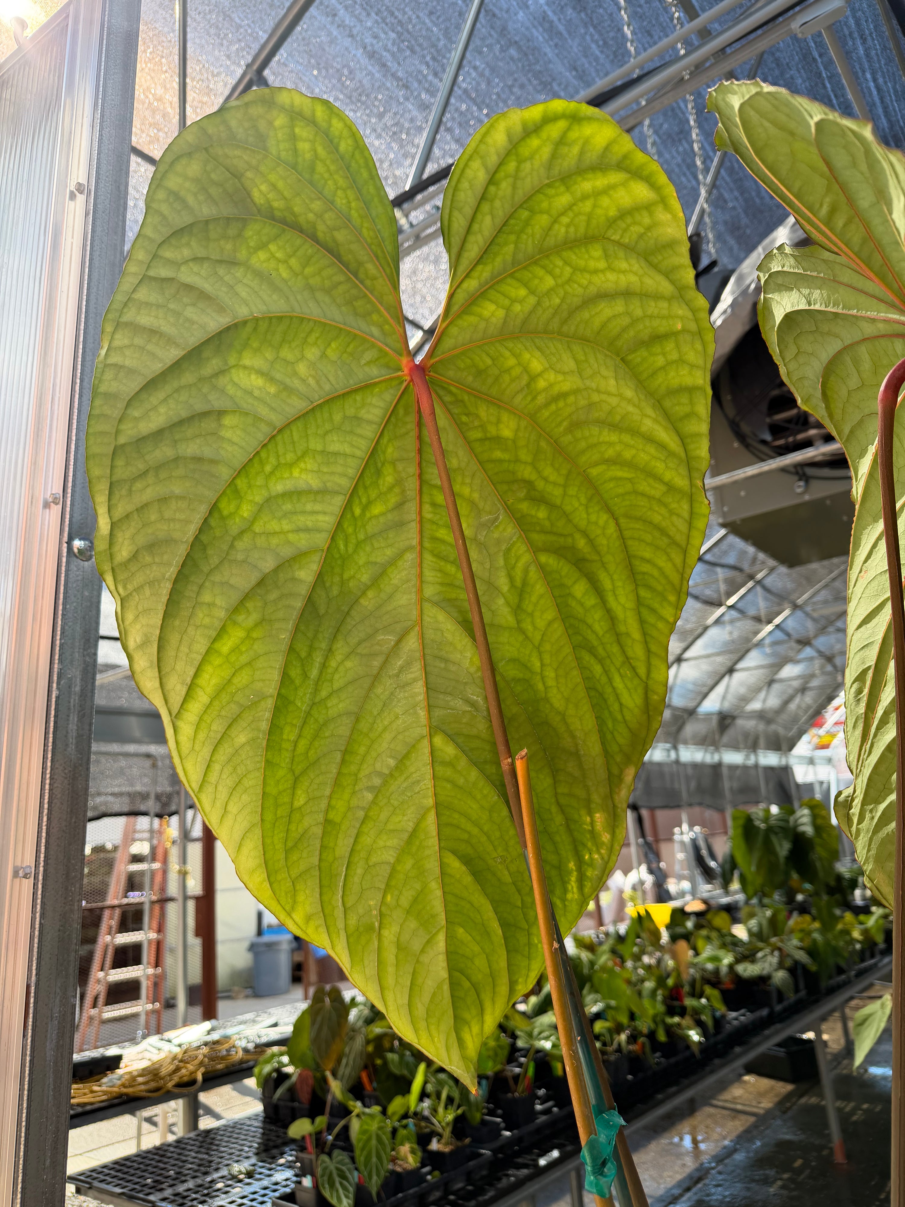 Anthurium 'Circus Peanuts' – Mike's Goliath Clone (CS124)