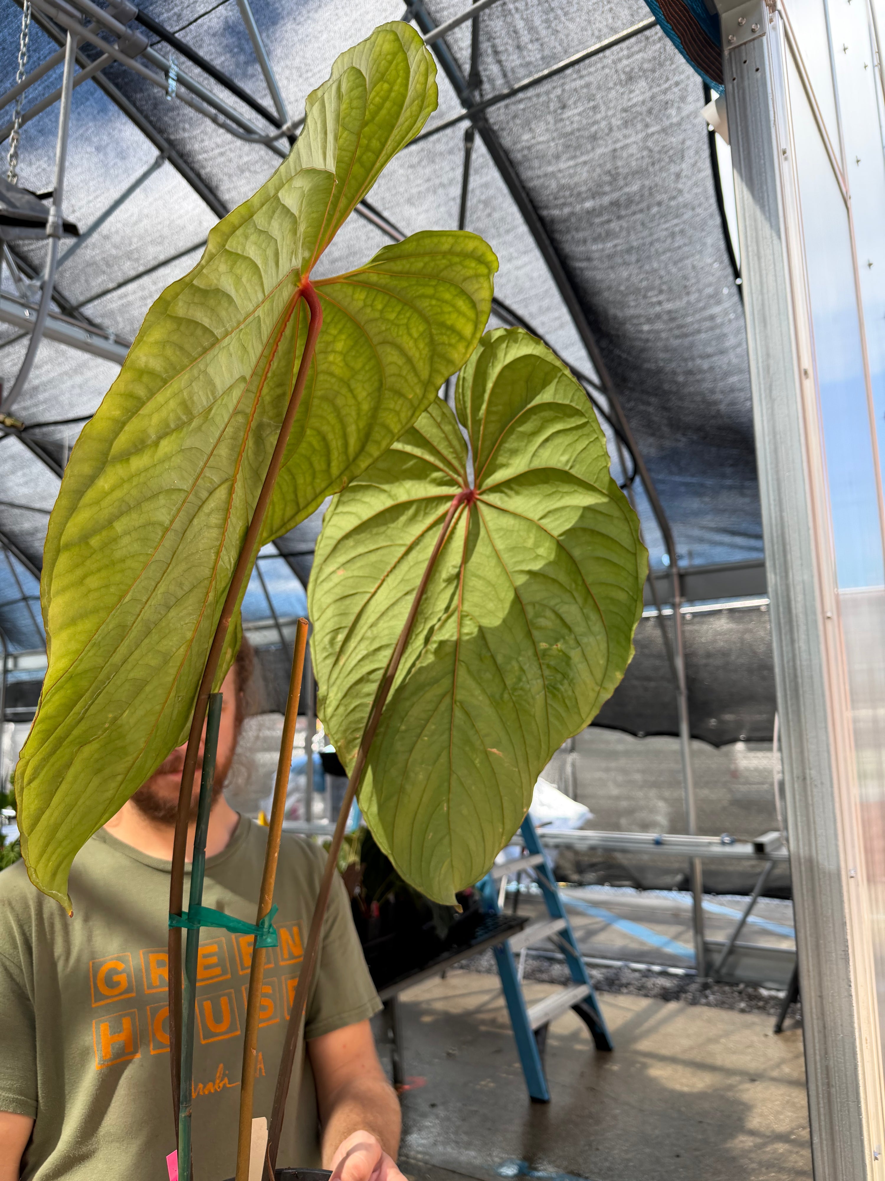 Anthurium 'Circus Peanuts' – Mike's Goliath Clone (CS124)
