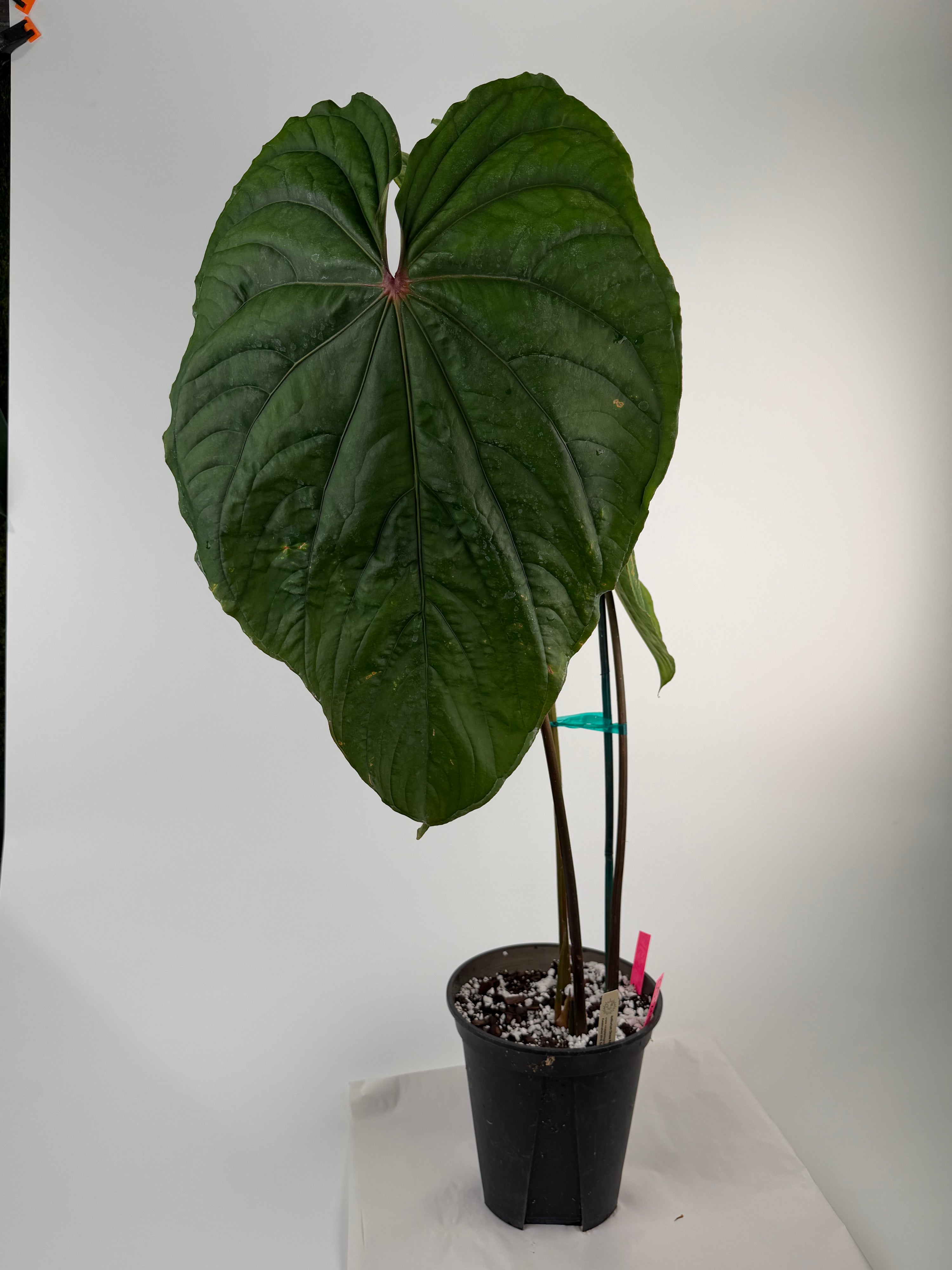 Anthurium 'Circus Peanuts' – Mike's Goliath Clone (CS124)