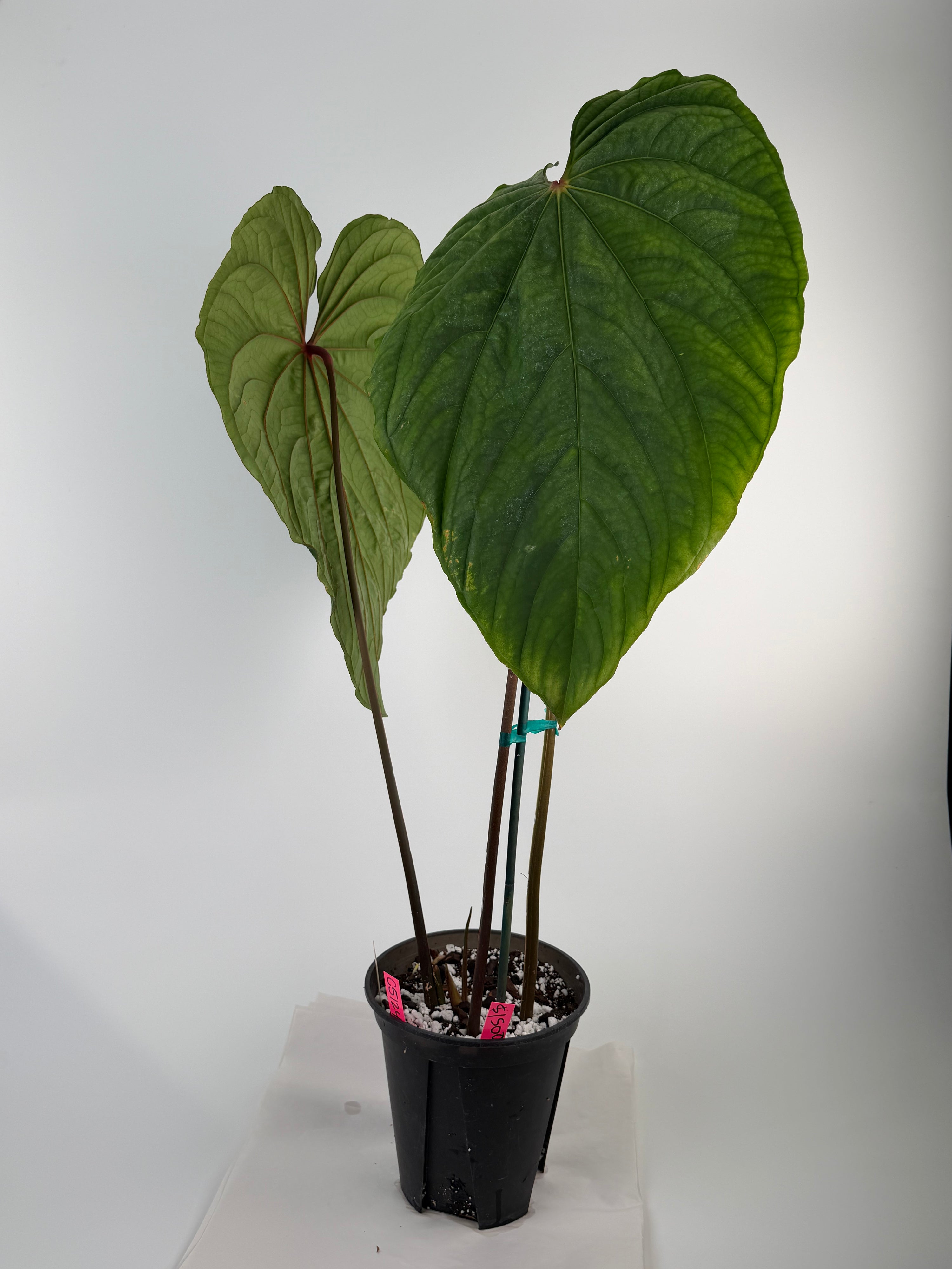 Anthurium 'Circus Peanuts' – Mike's Goliath Clone (CS124)