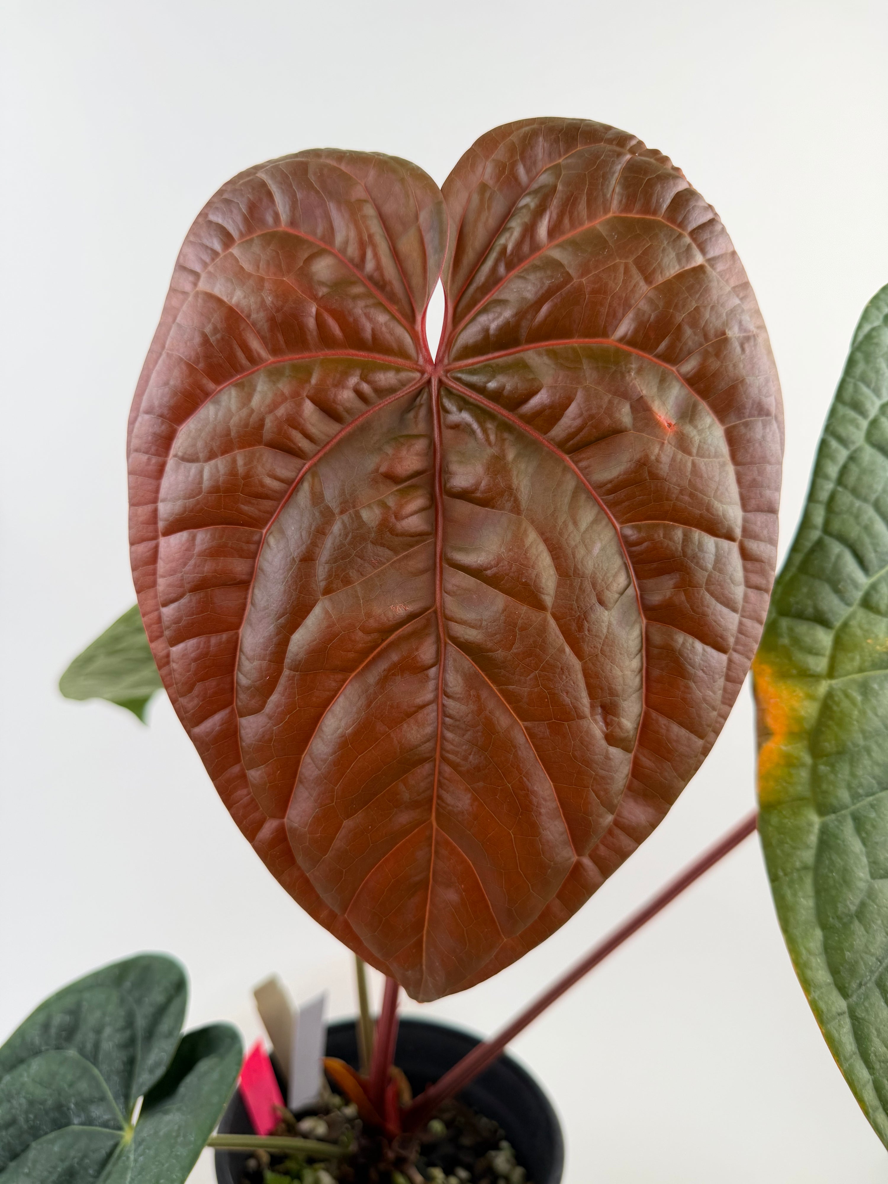 Anthurium ‘Doc Block Purple F2’ x Luxurians (CS125)