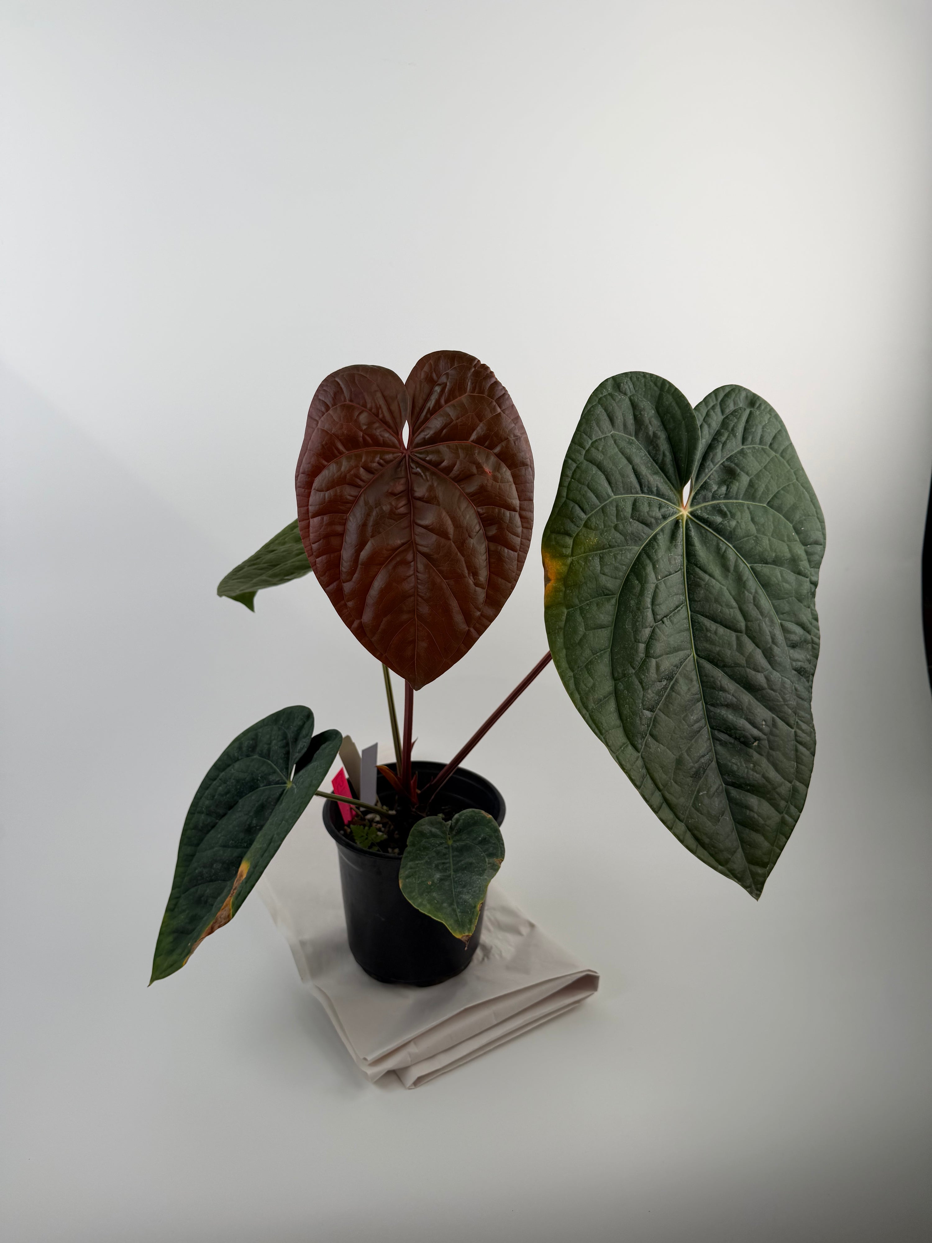 Anthurium ‘Doc Block Purple F2’ x Luxurians (CS125)