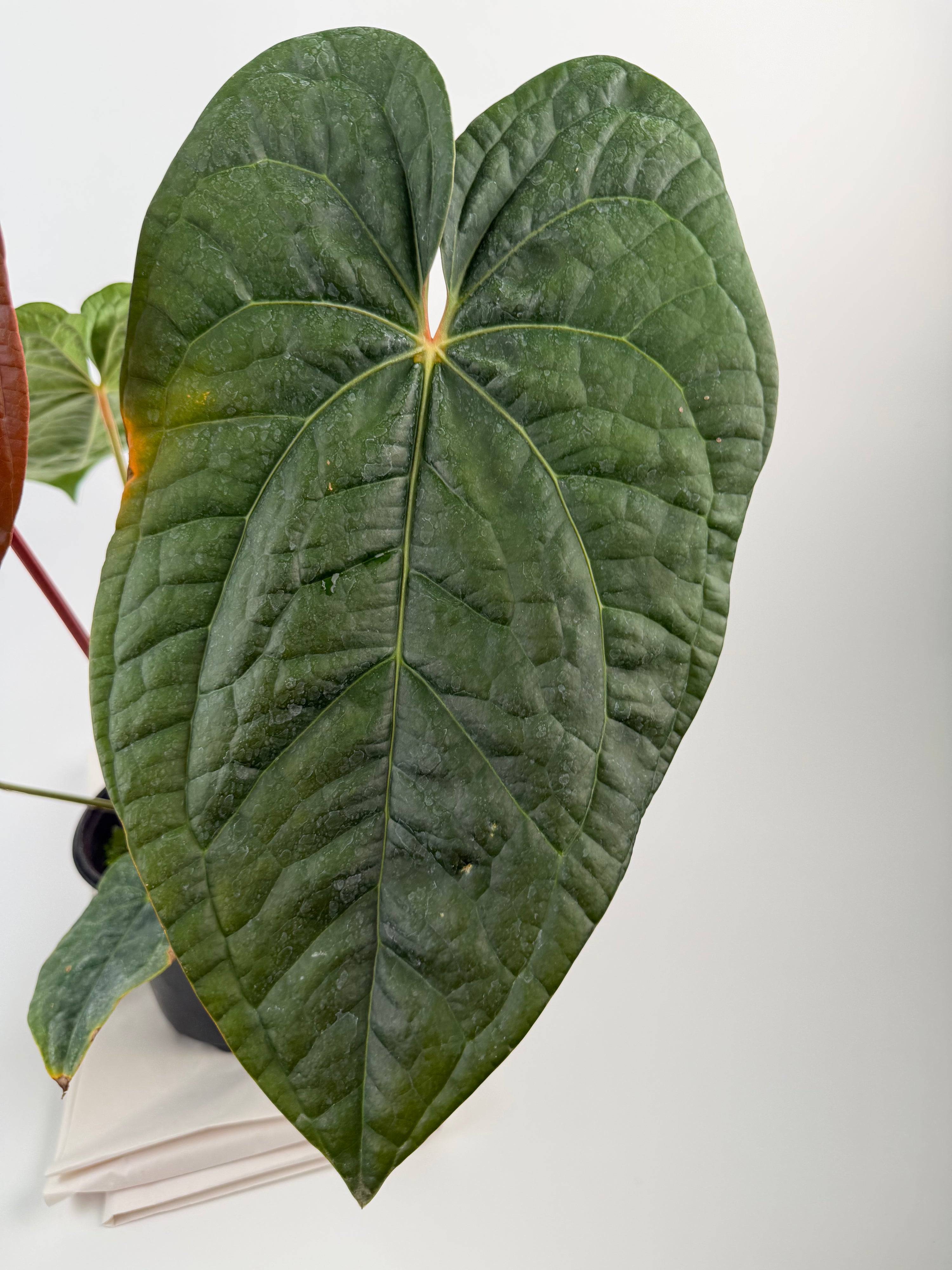 Anthurium ‘Doc Block Purple F2’ x Luxurians (CS125)
