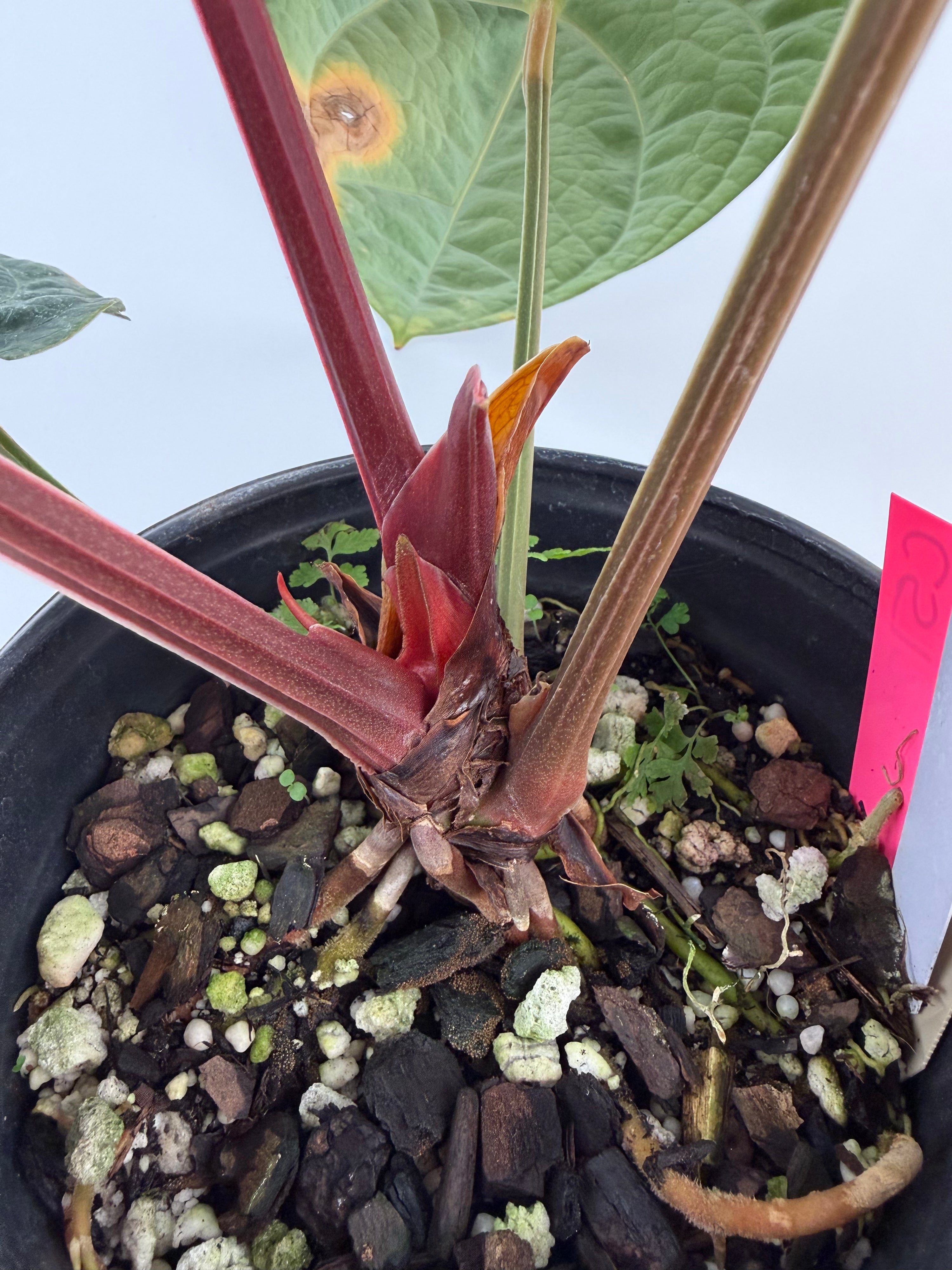 Anthurium ‘Doc Block Purple F2’ x Luxurians (CS125)