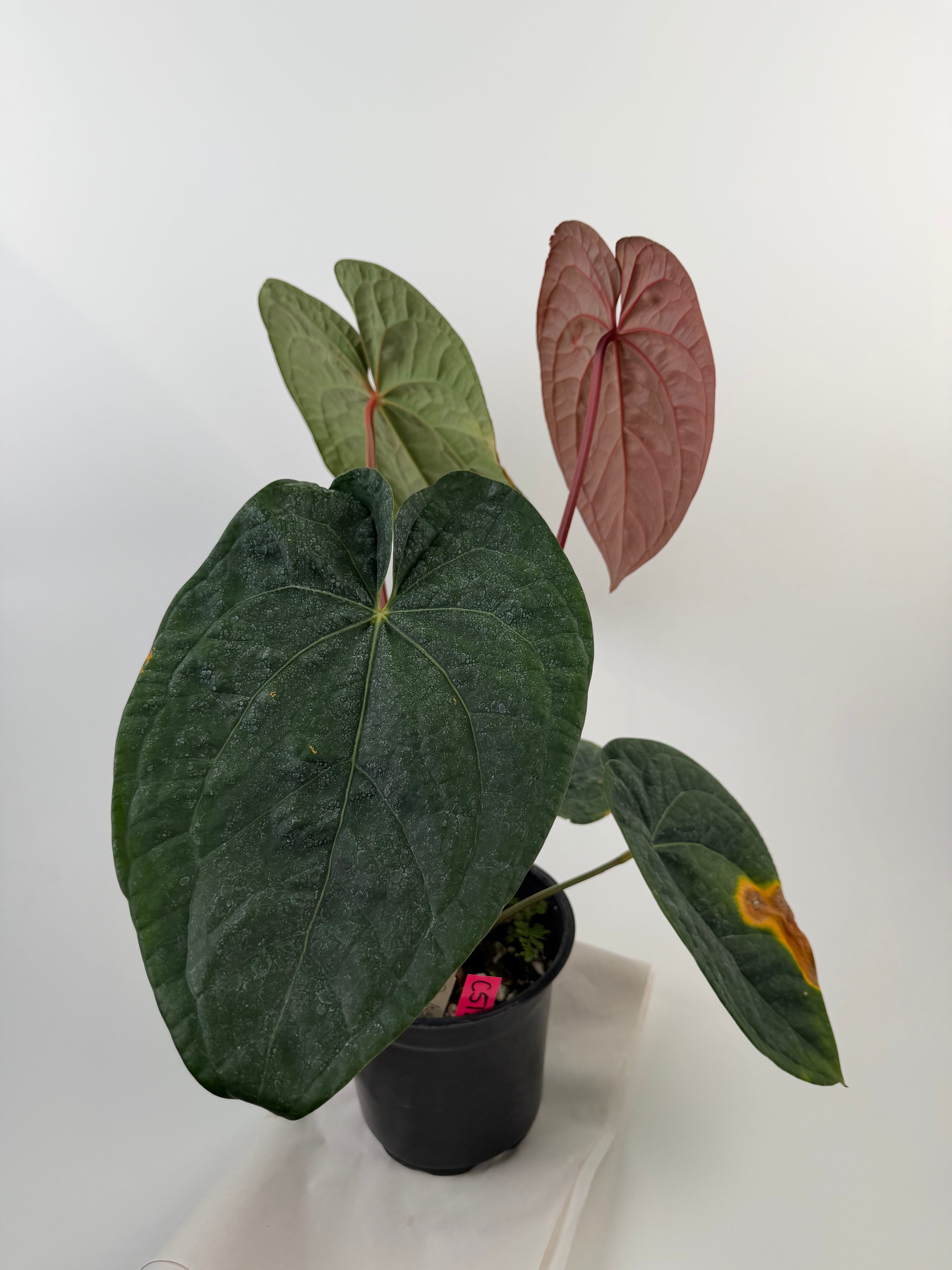 Anthurium ‘Doc Block Purple F2’ x Luxurians (CS125)
