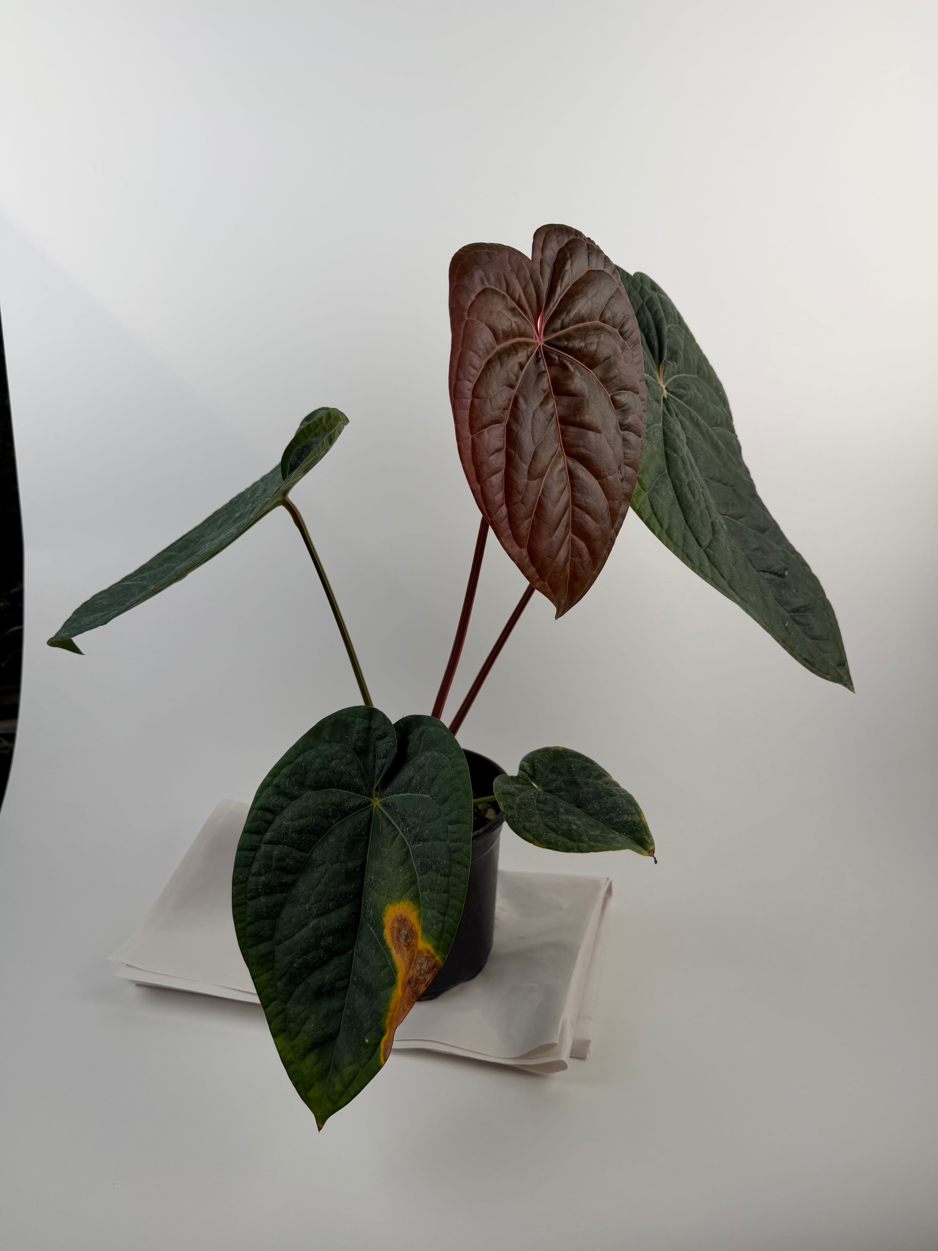 Anthurium ‘Doc Block Purple F2’ x Luxurians (CS125)