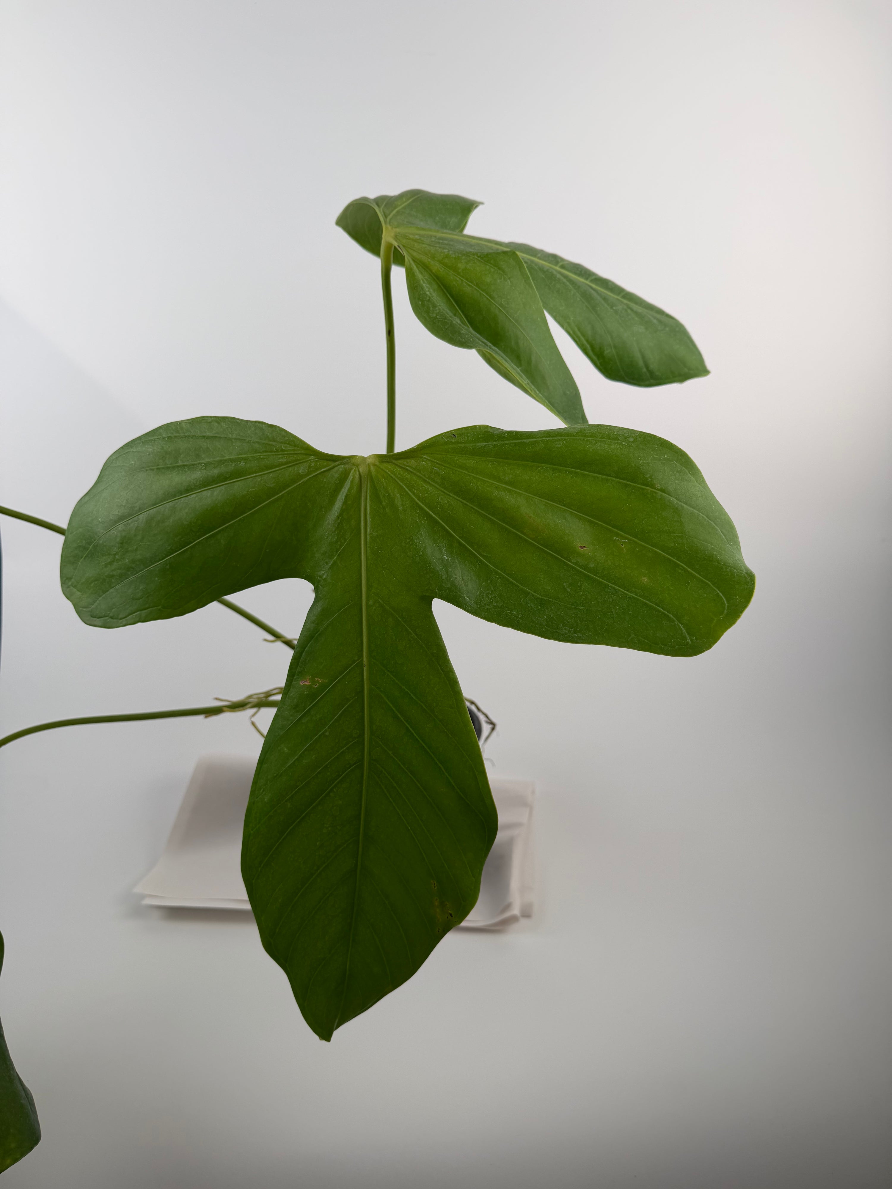 Anthurium ‘Rotundatum Species’ Mother Plant (CS126)