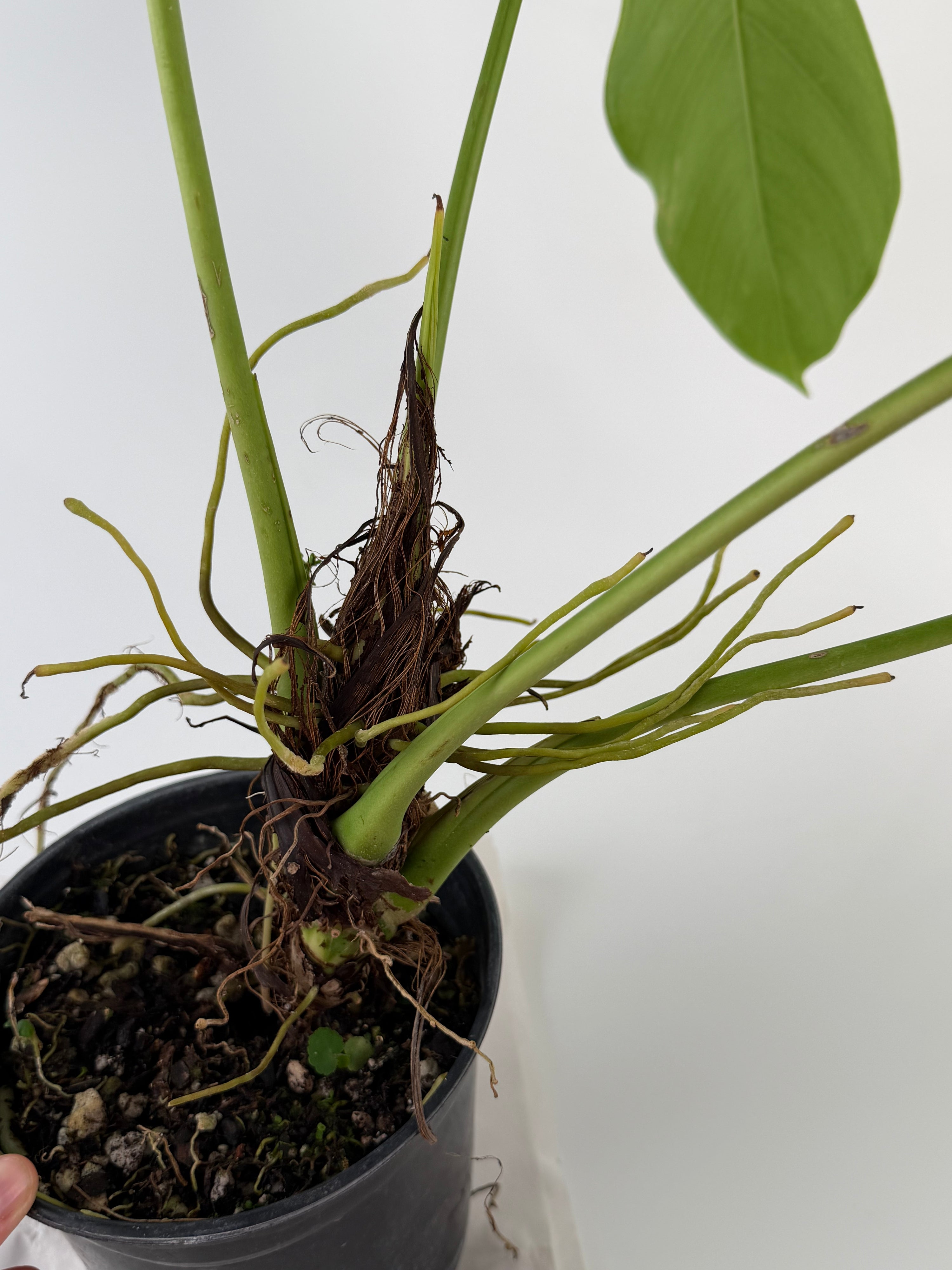 Anthurium ‘Rotundatum Species’ Mother Plant (CS126)