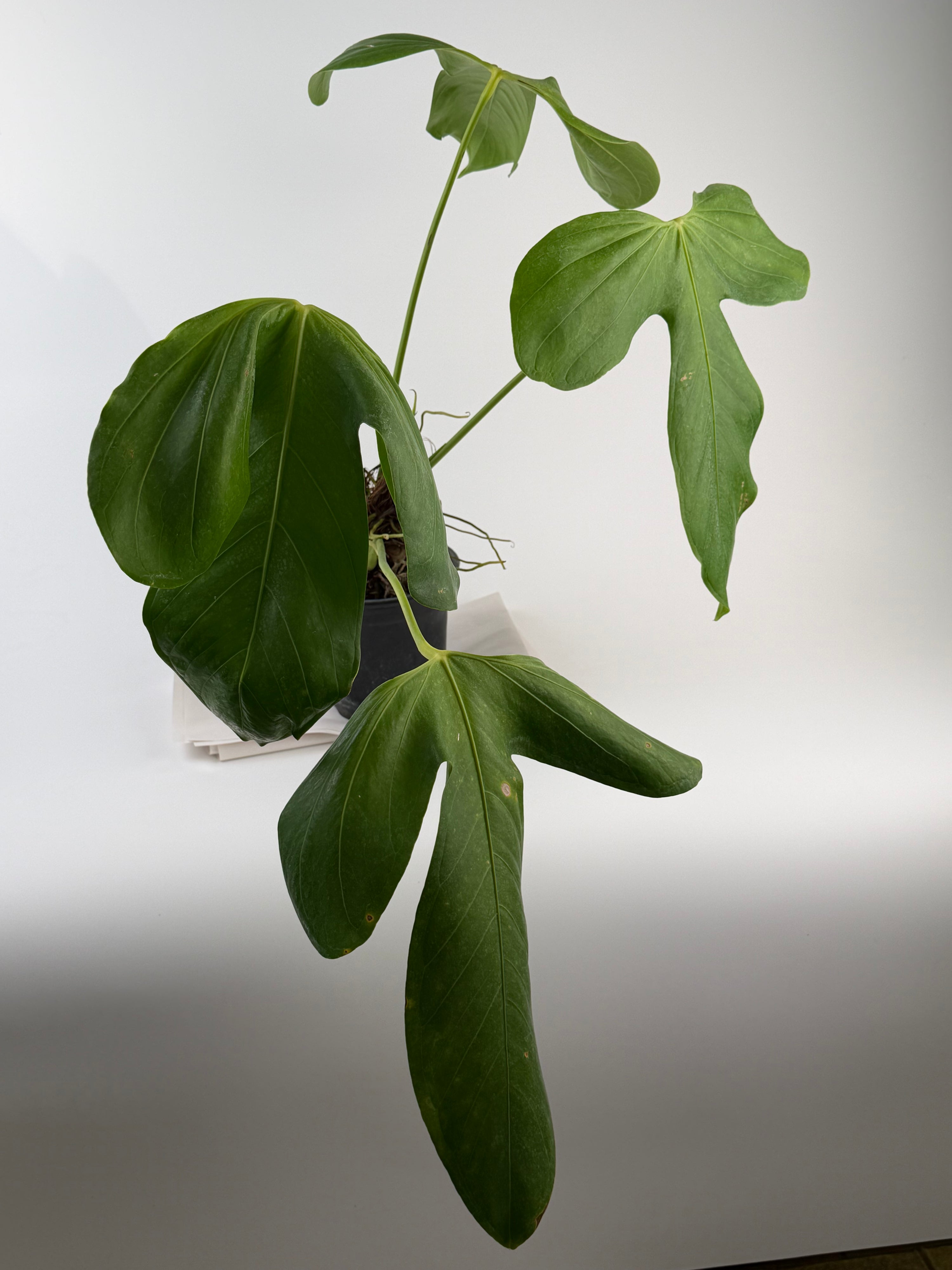 Anthurium ‘Rotundatum Species’ Mother Plant (CS126)