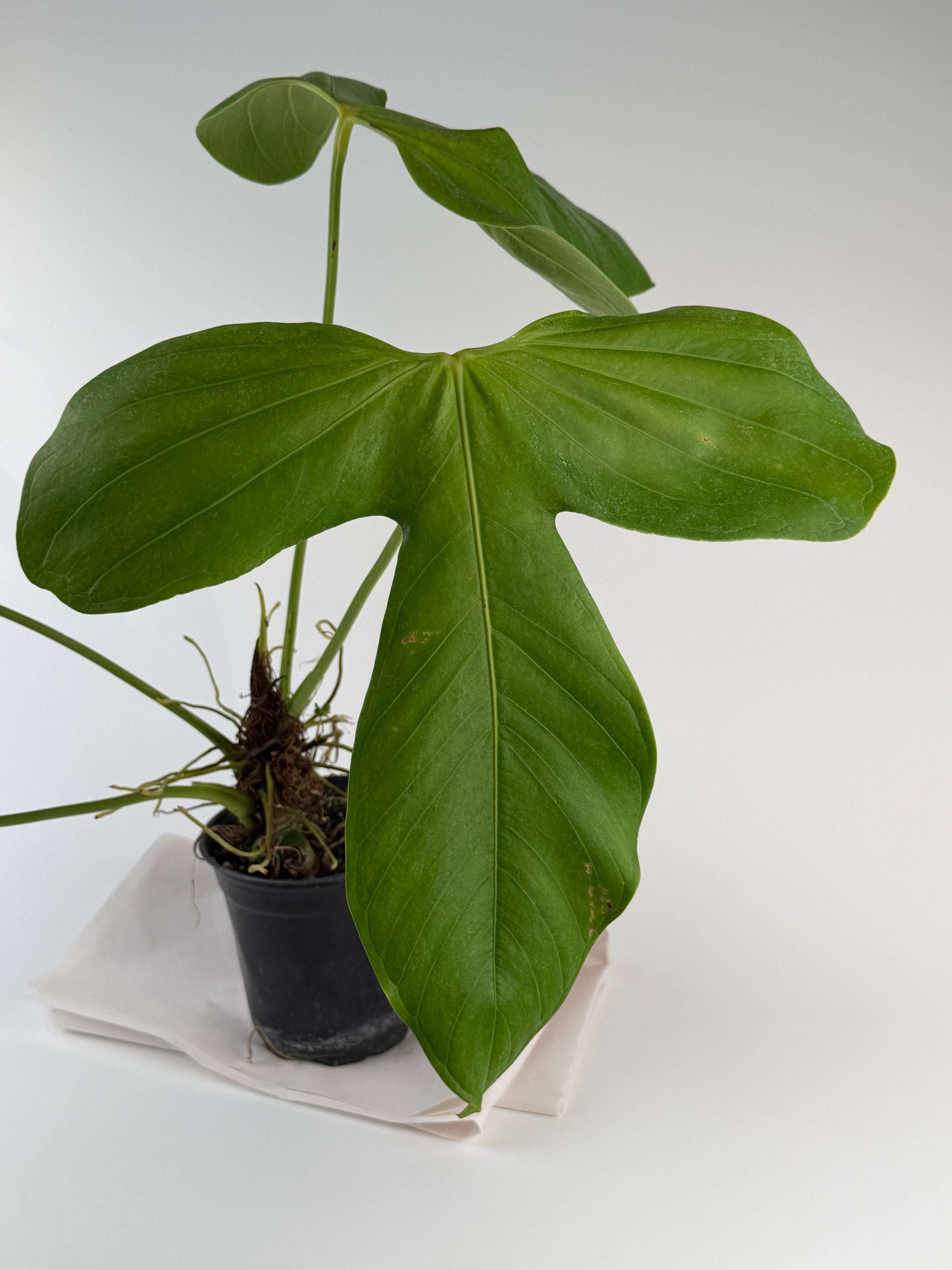 Anthurium ‘Rotundatum Species’ Mother Plant (CS126)
