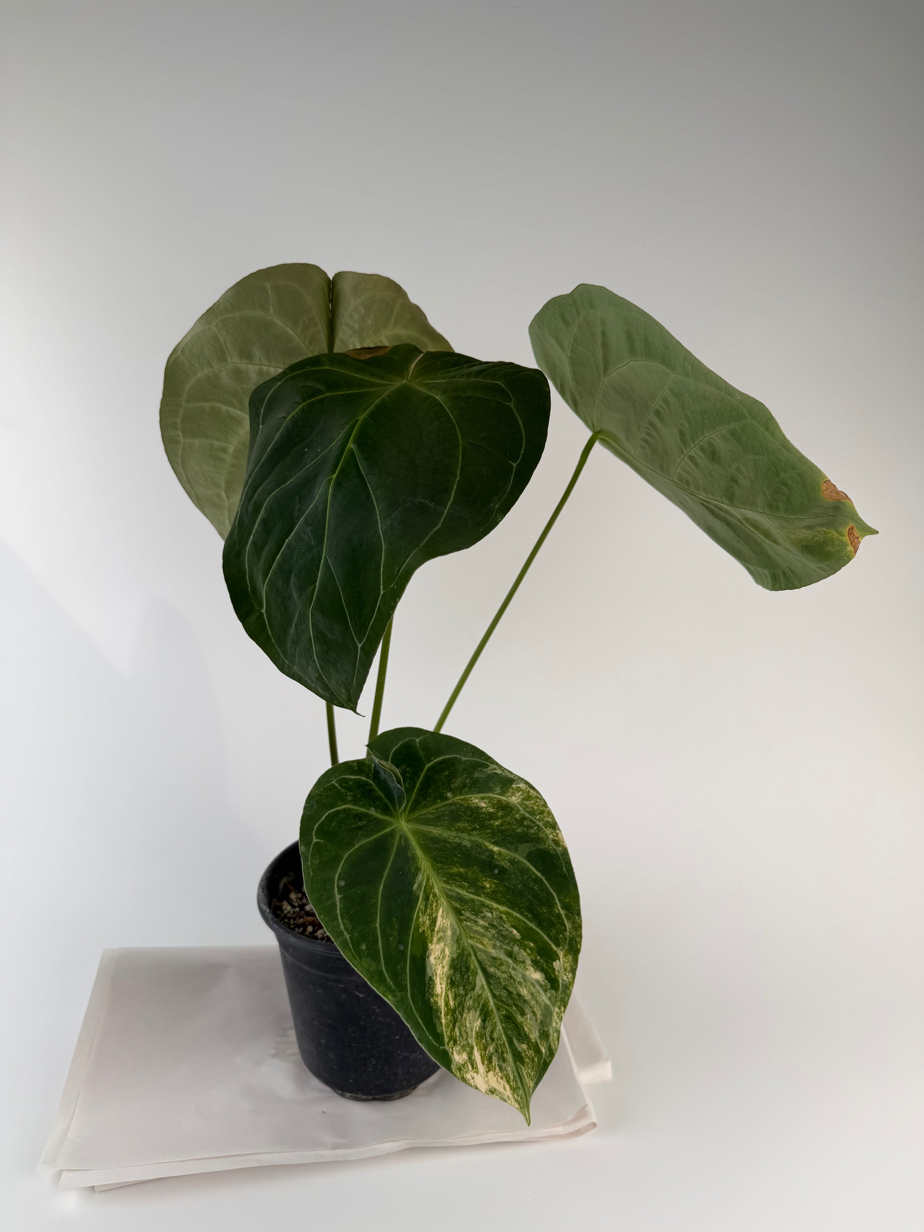 Anthurium 'Variegated Hoffmannii' x self (CS127)