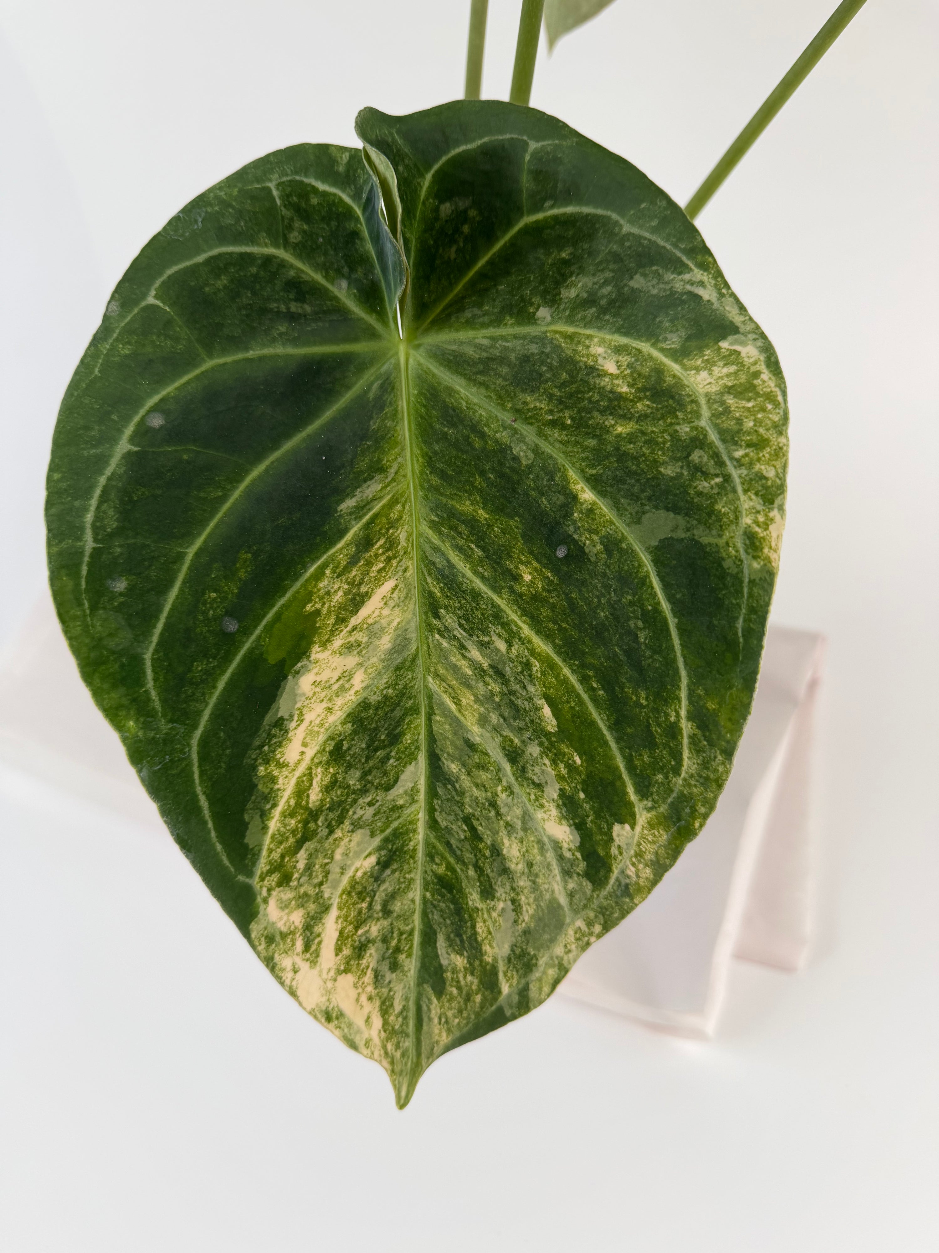 Anthurium 'Variegated Hoffmannii' x self (CS127)