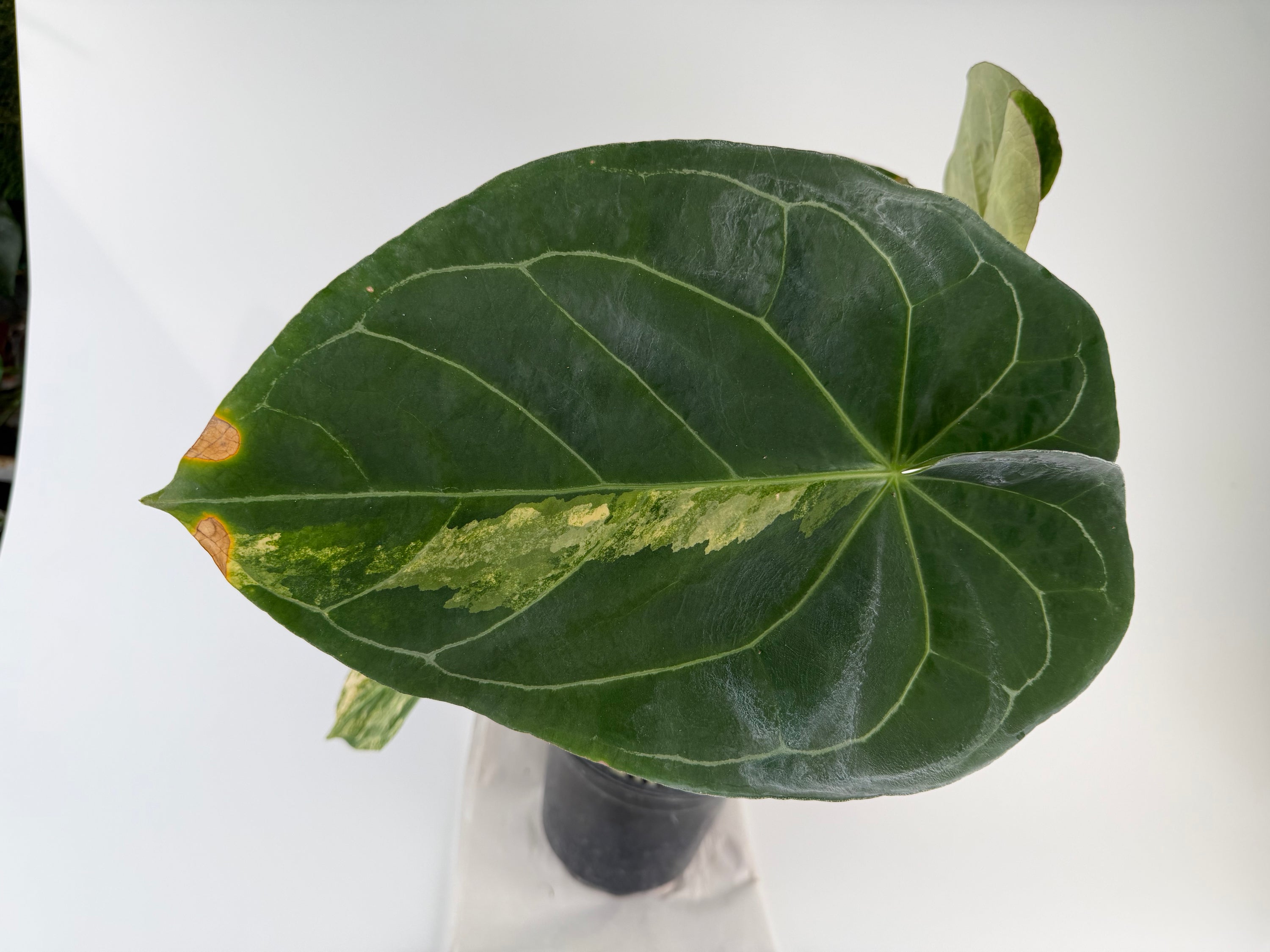 Anthurium 'Variegated Hoffmannii' x self (CS127)