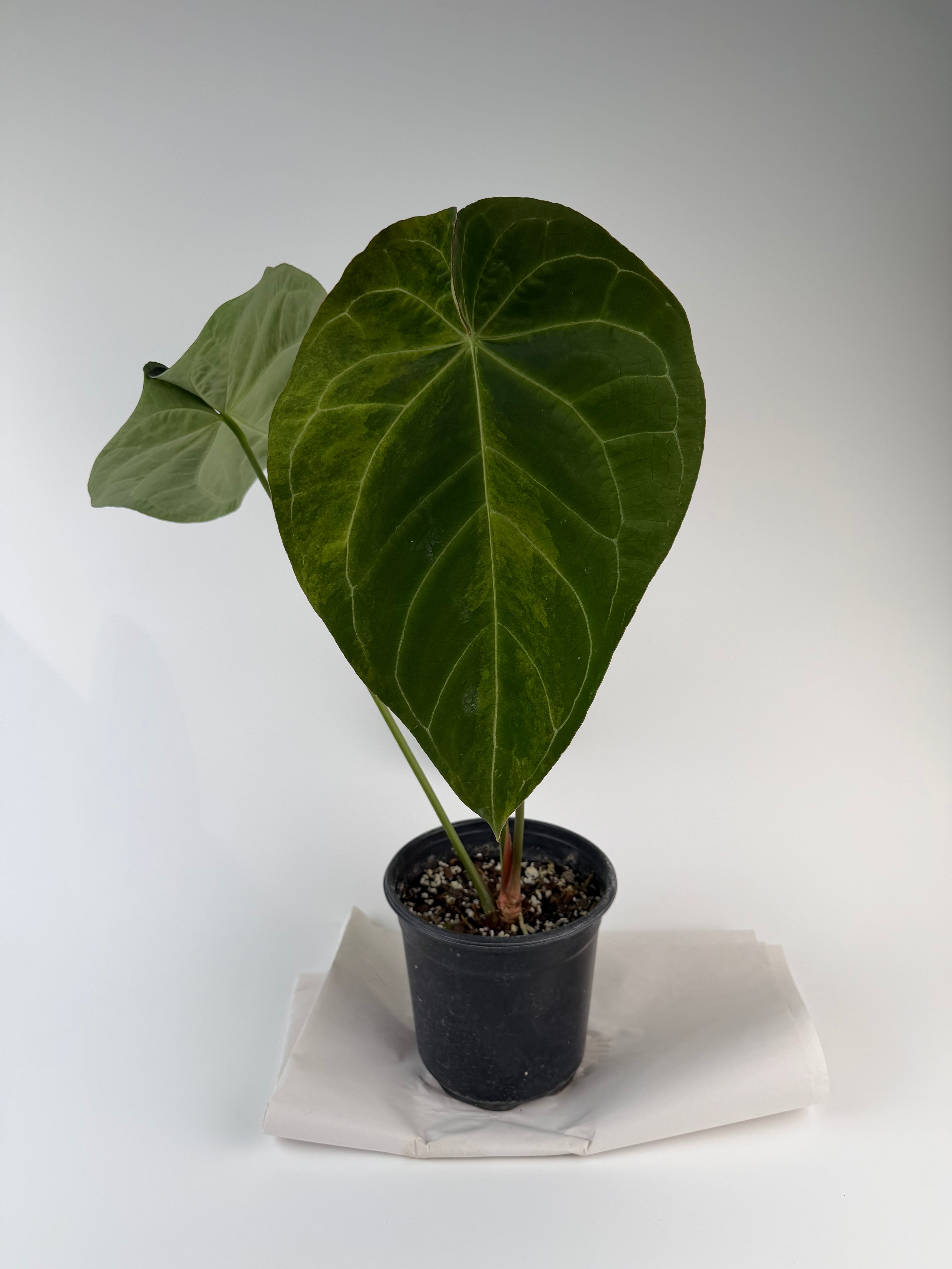Anthurium 'Variegated Hoffmannii' x self (CS127)
