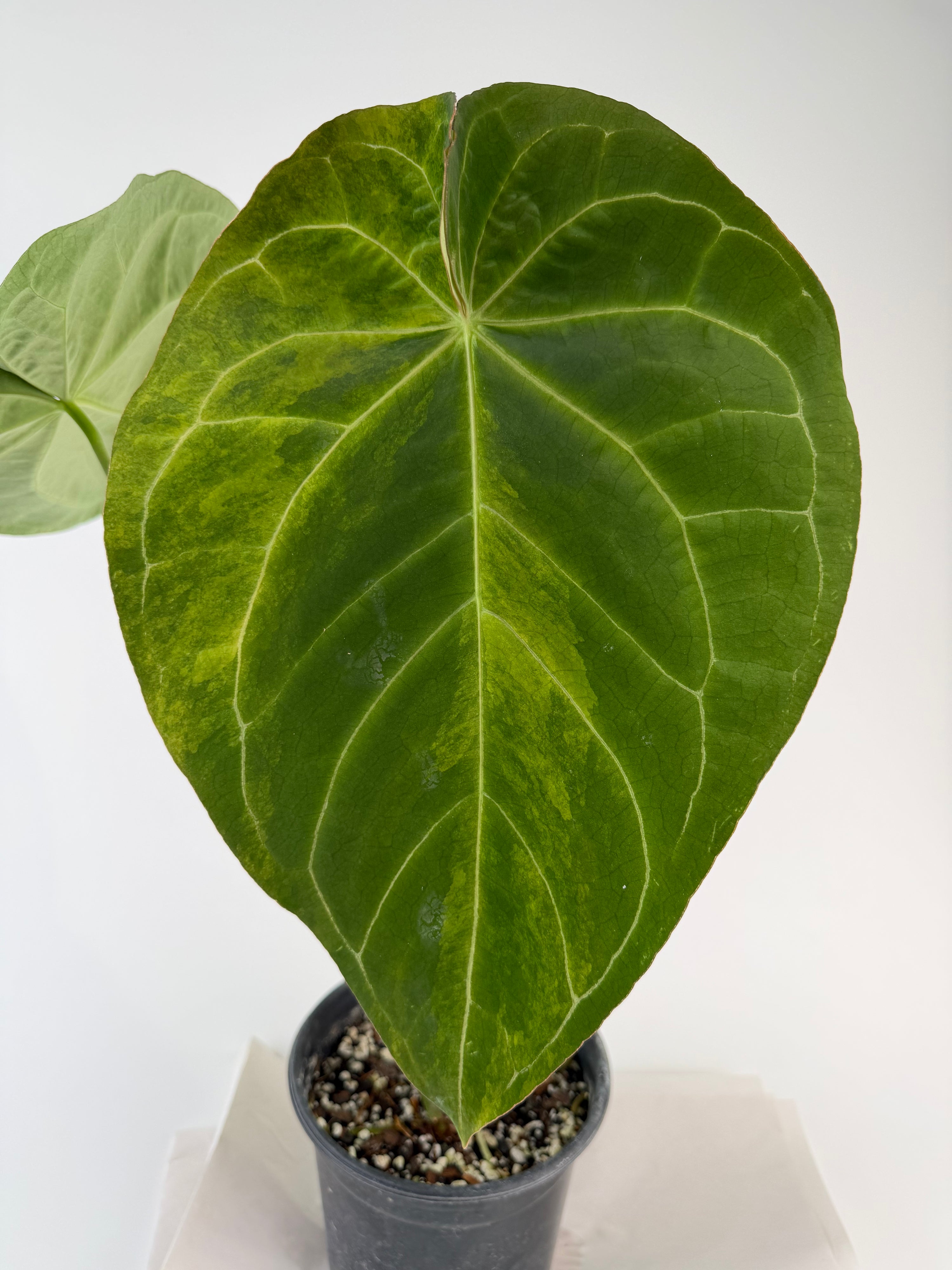 Anthurium 'Variegated Hoffmannii' x self (CS127)