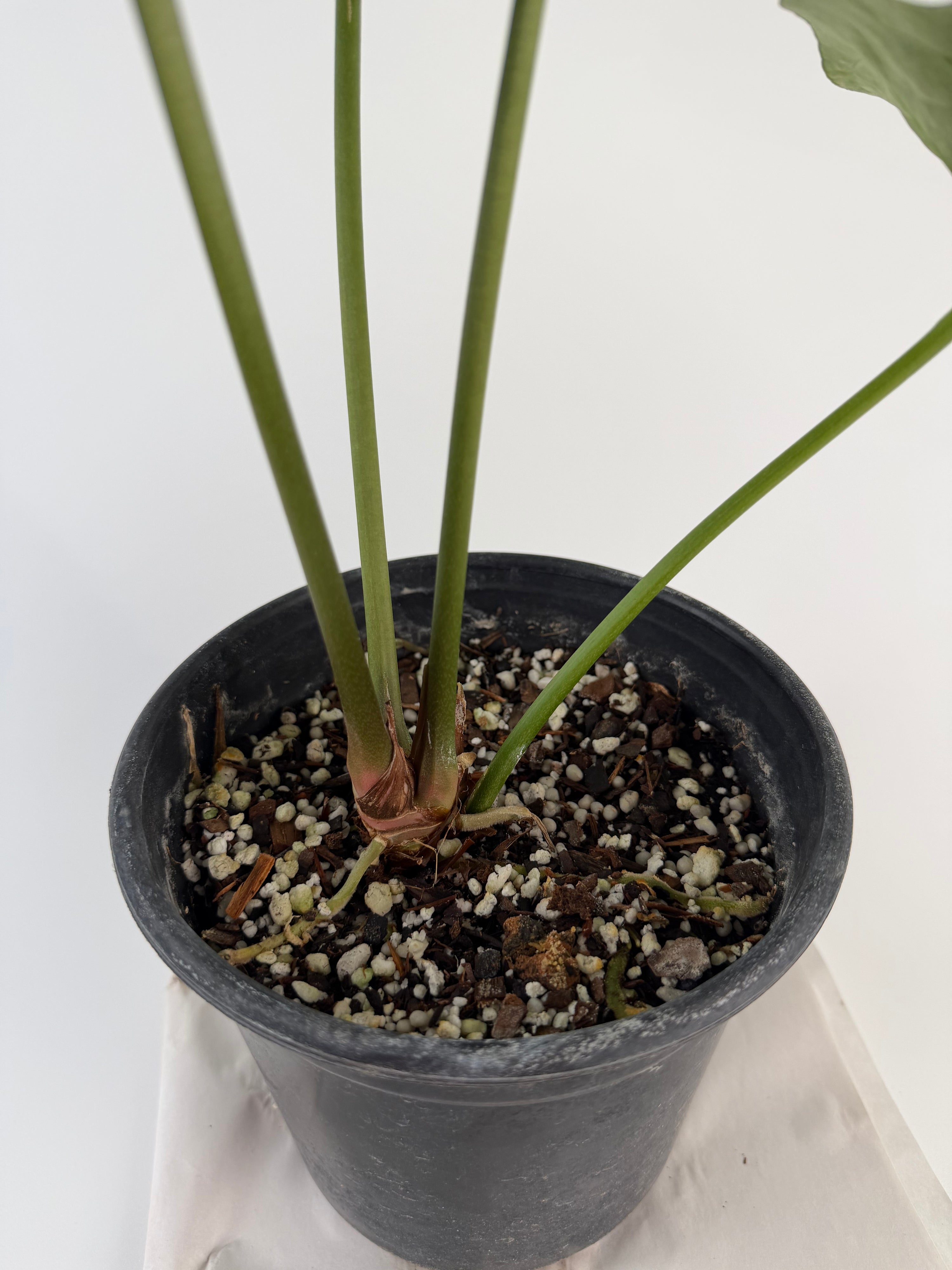 Anthurium 'Variegated Hoffmannii' x self (CS127)