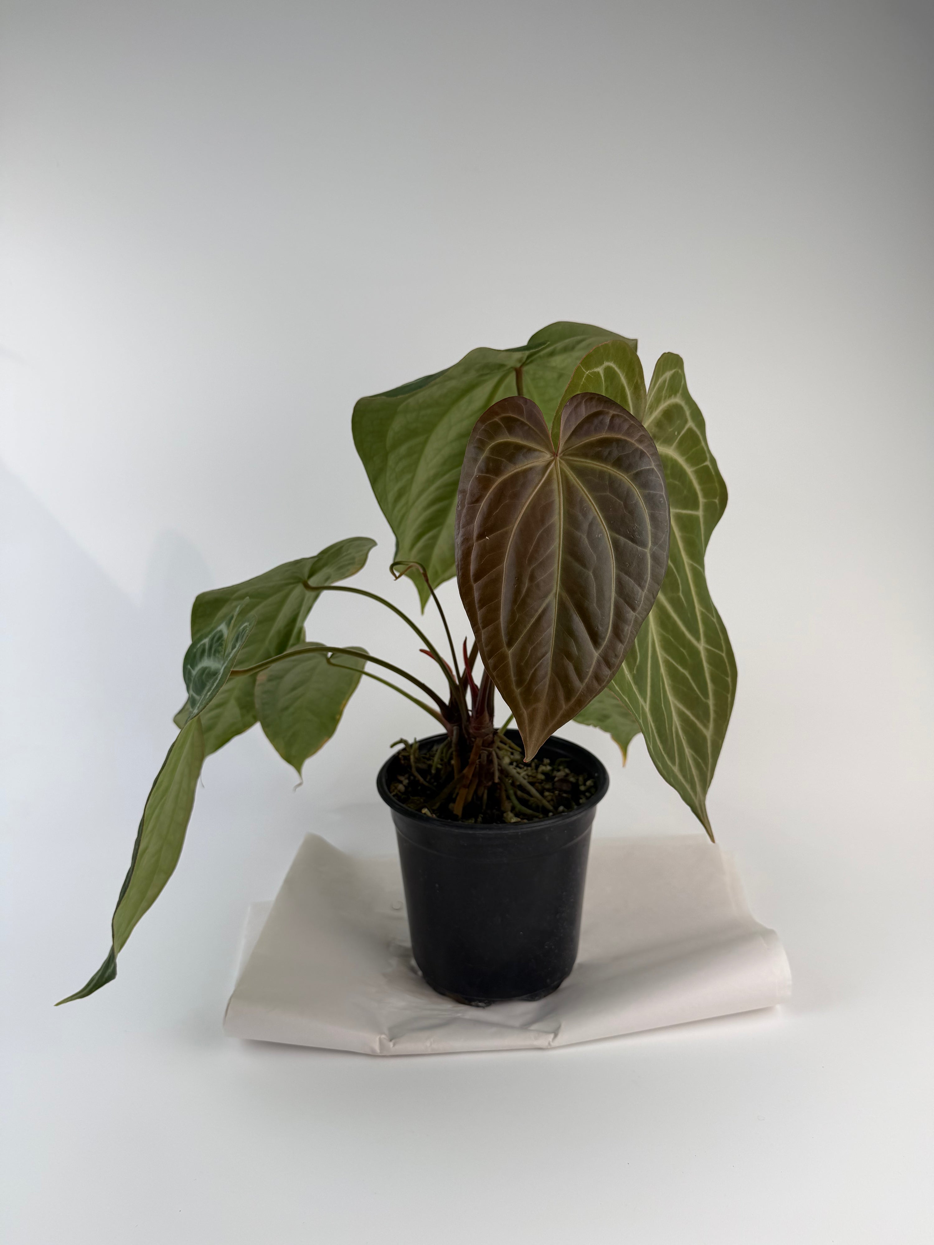 Anthurium 'Swampmannii Long F2' (CS128)