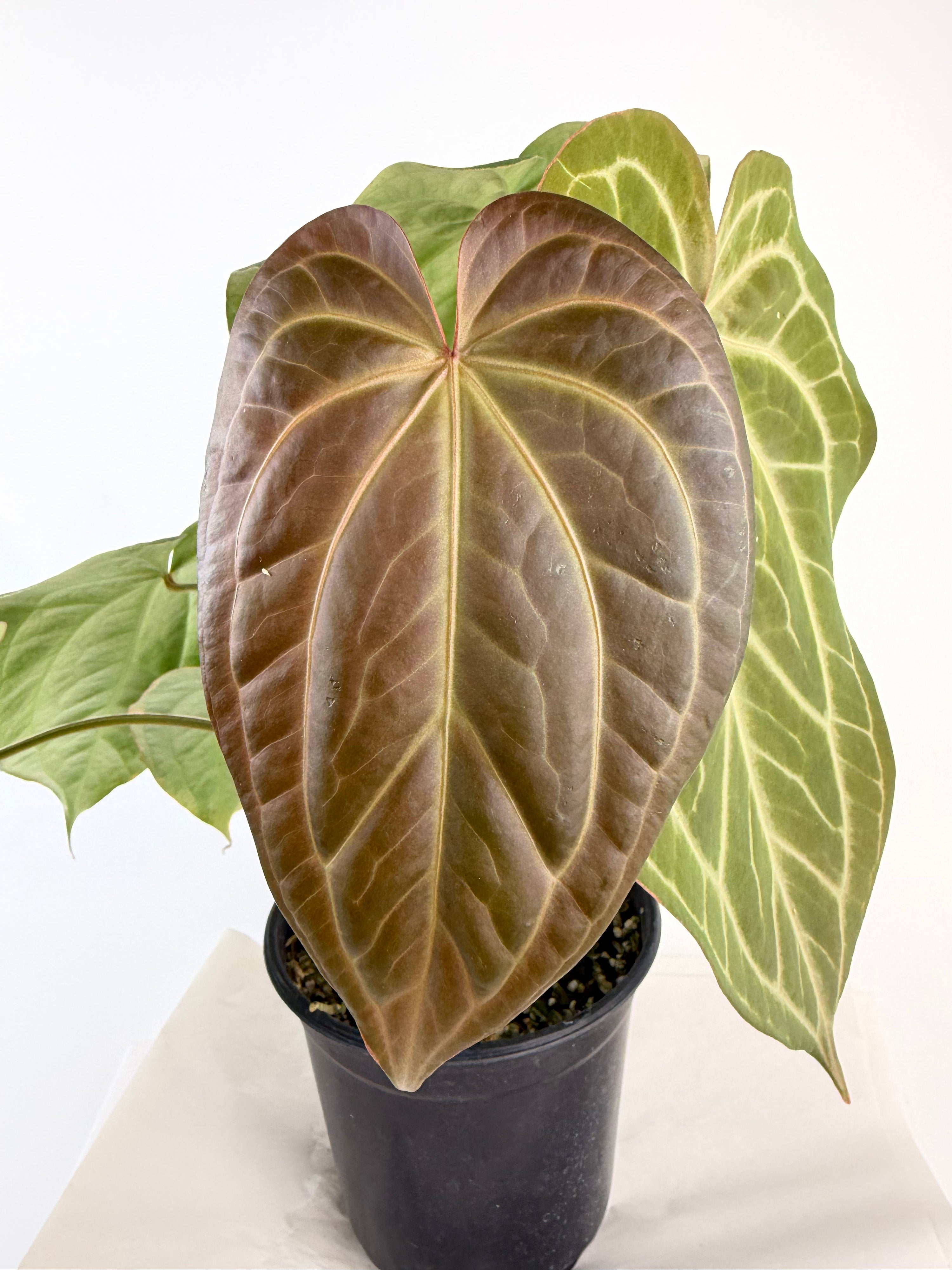 Anthurium 'Swampmannii Long F2' (CS128)